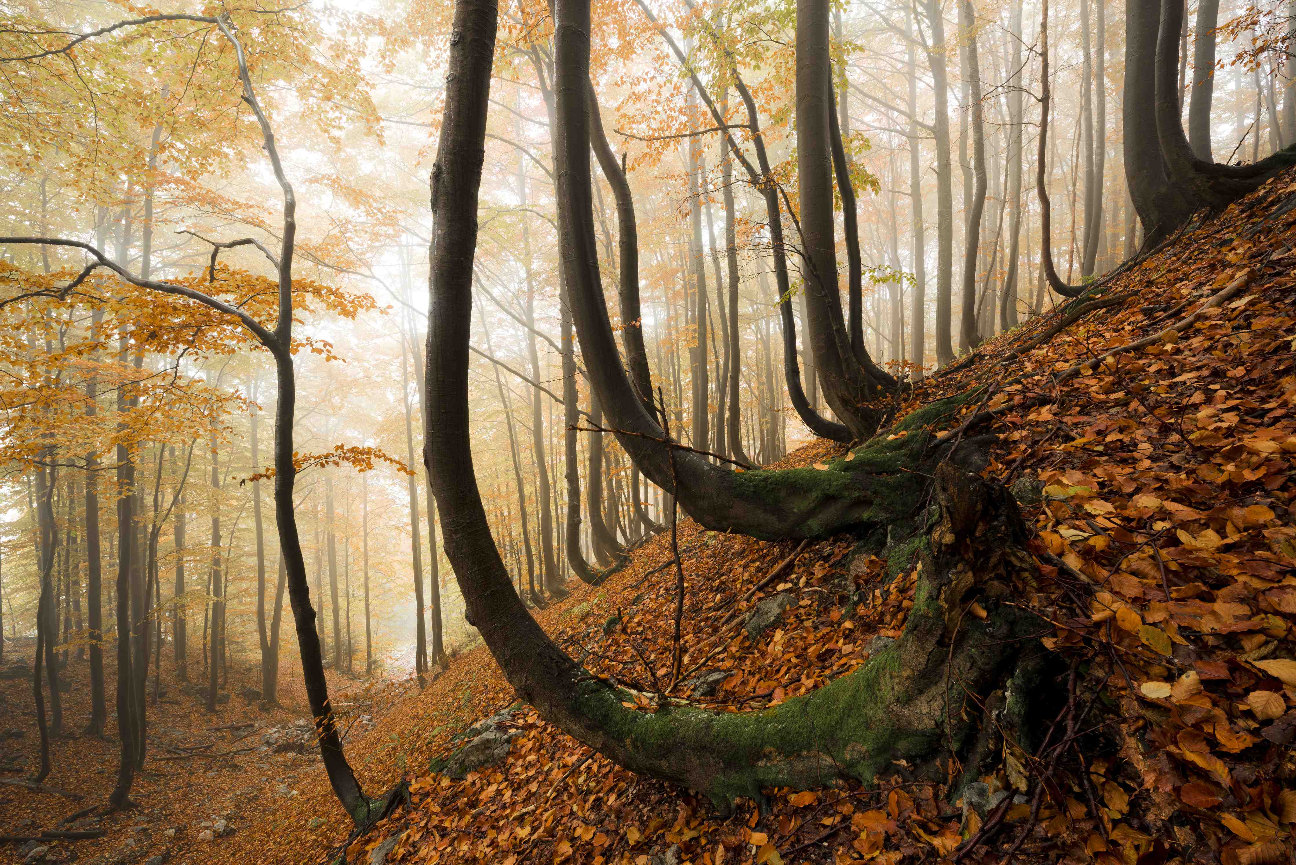 Büro Wandgestaltung-Mystischer Wald im Herbst