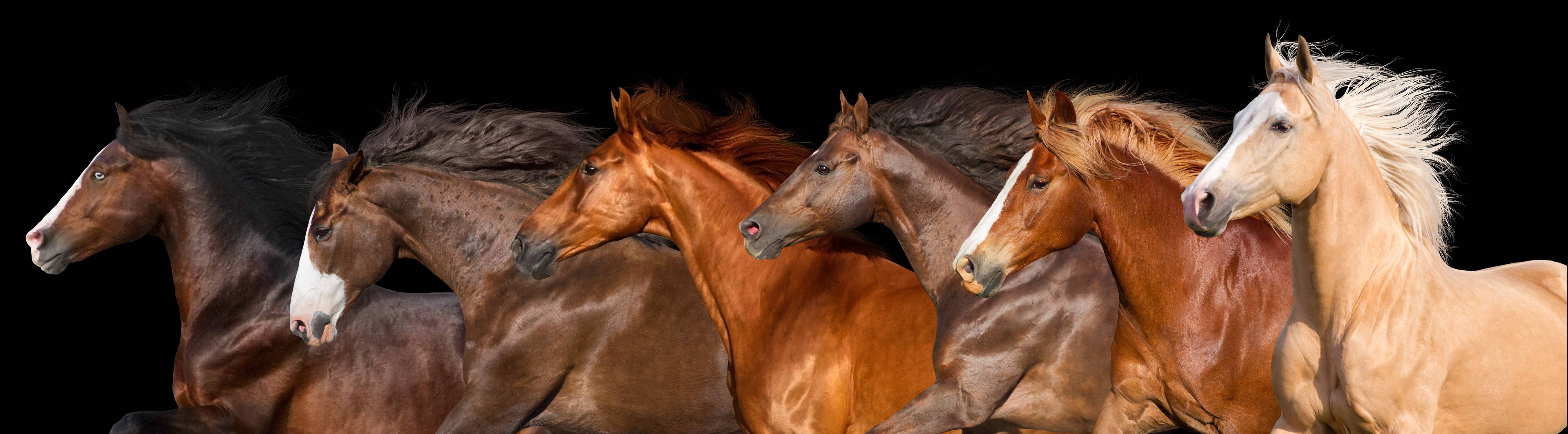 Büro Wandgestaltung-Pferdeherde Schwarz Hintergrund