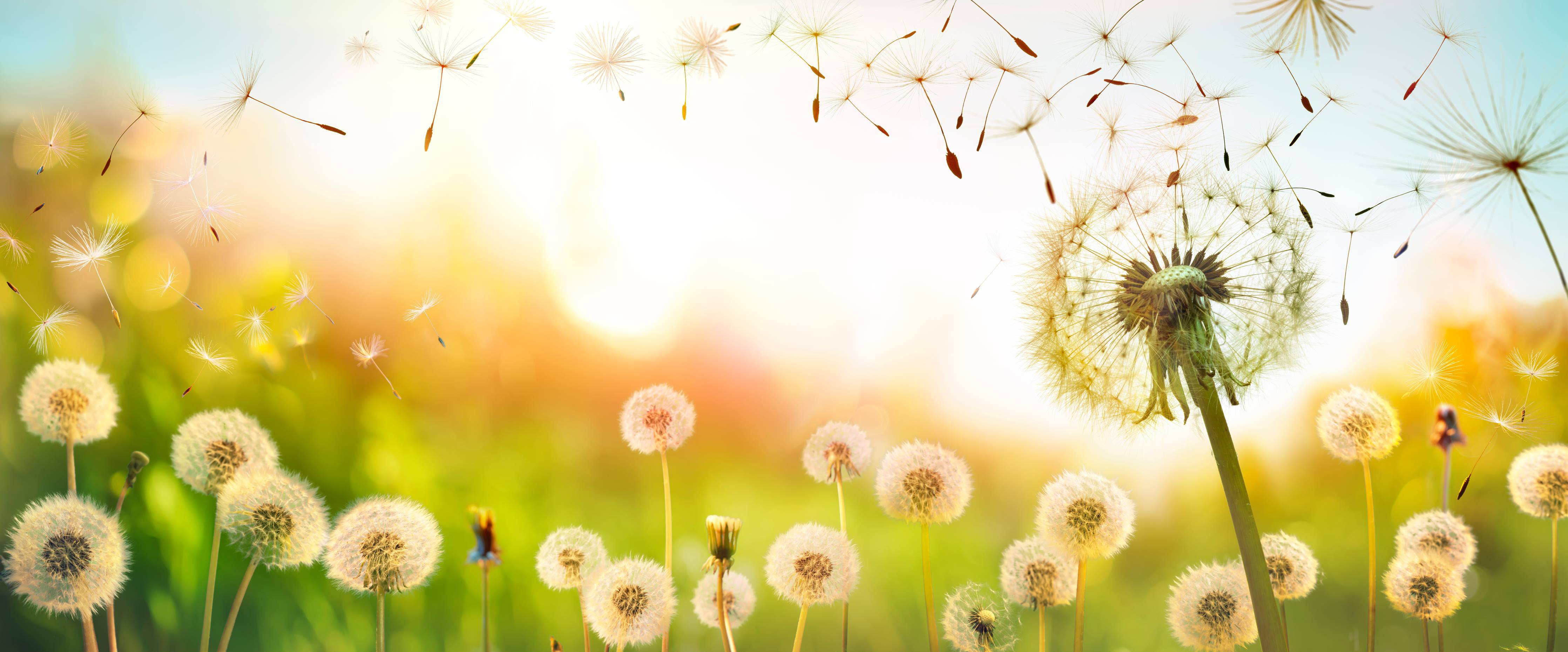 Büro Wandgestaltung-Pusteblumen im goldenen Licht