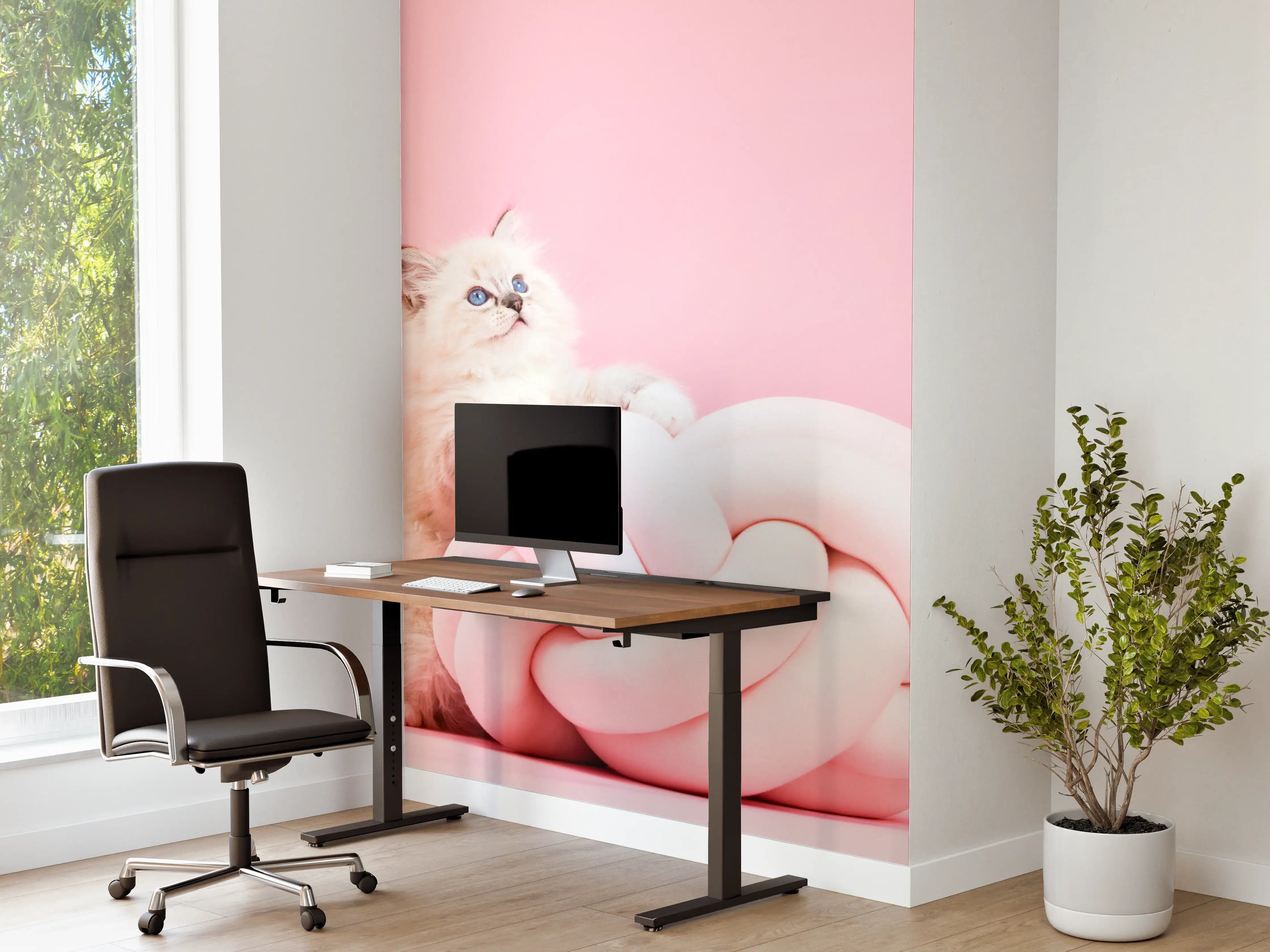 Büro Wandgestaltung - Ragdoll Katze auf Pinken Hintergrund