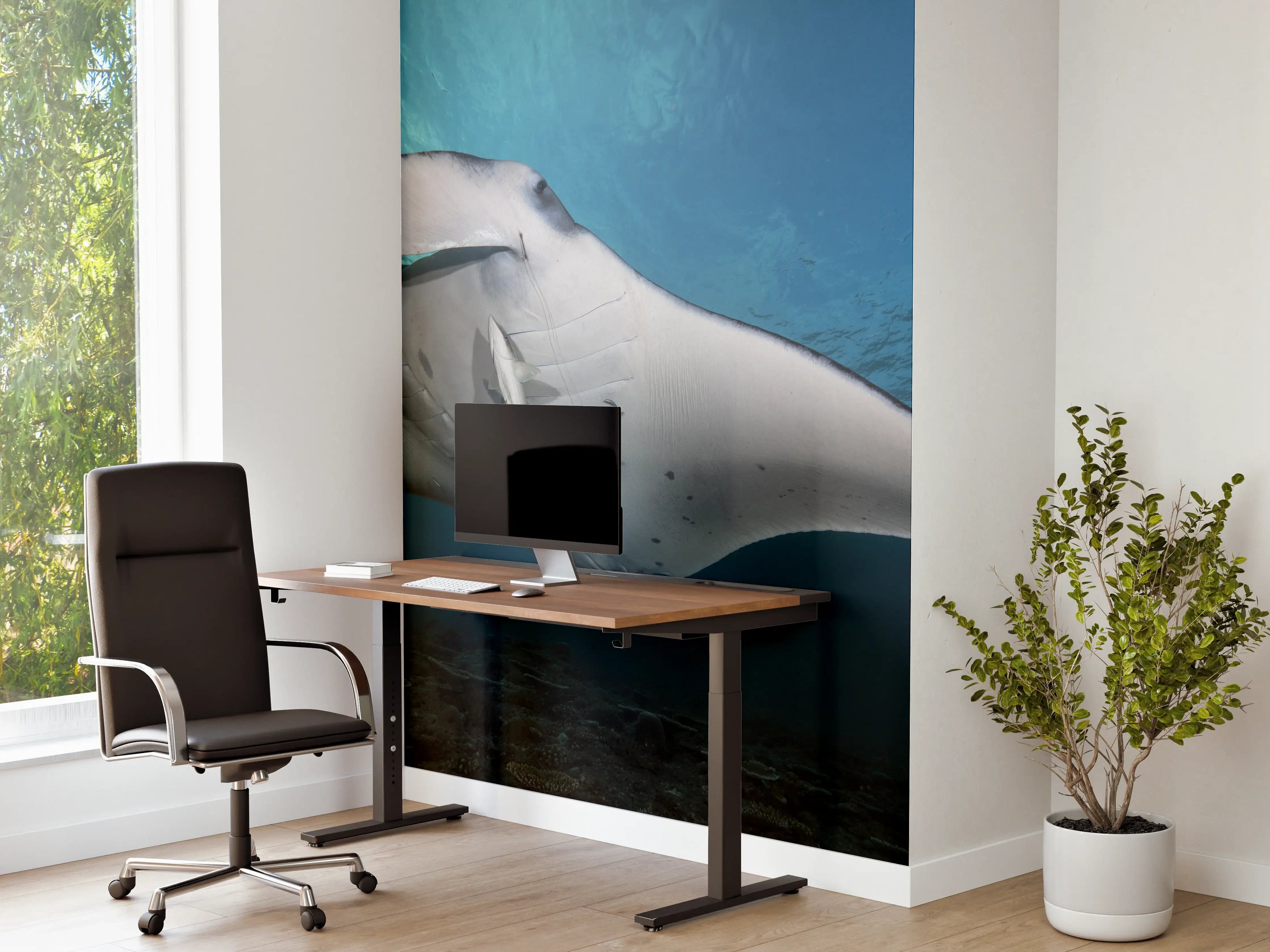 Büro Wandgestaltung - Riff-Manta Unterwasser