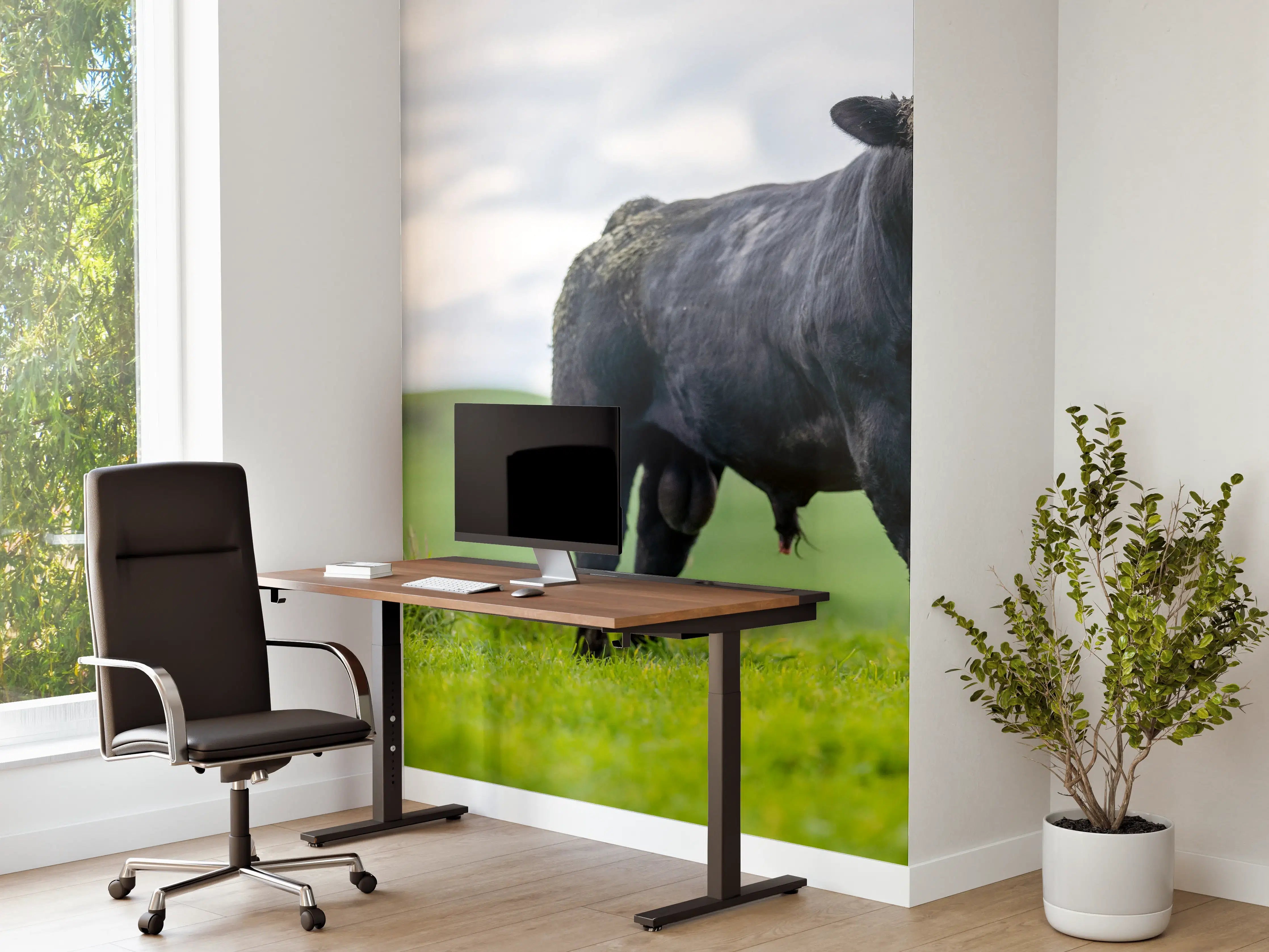 Büro Wandgestaltung - Schmutziger Aberdeen Angus
