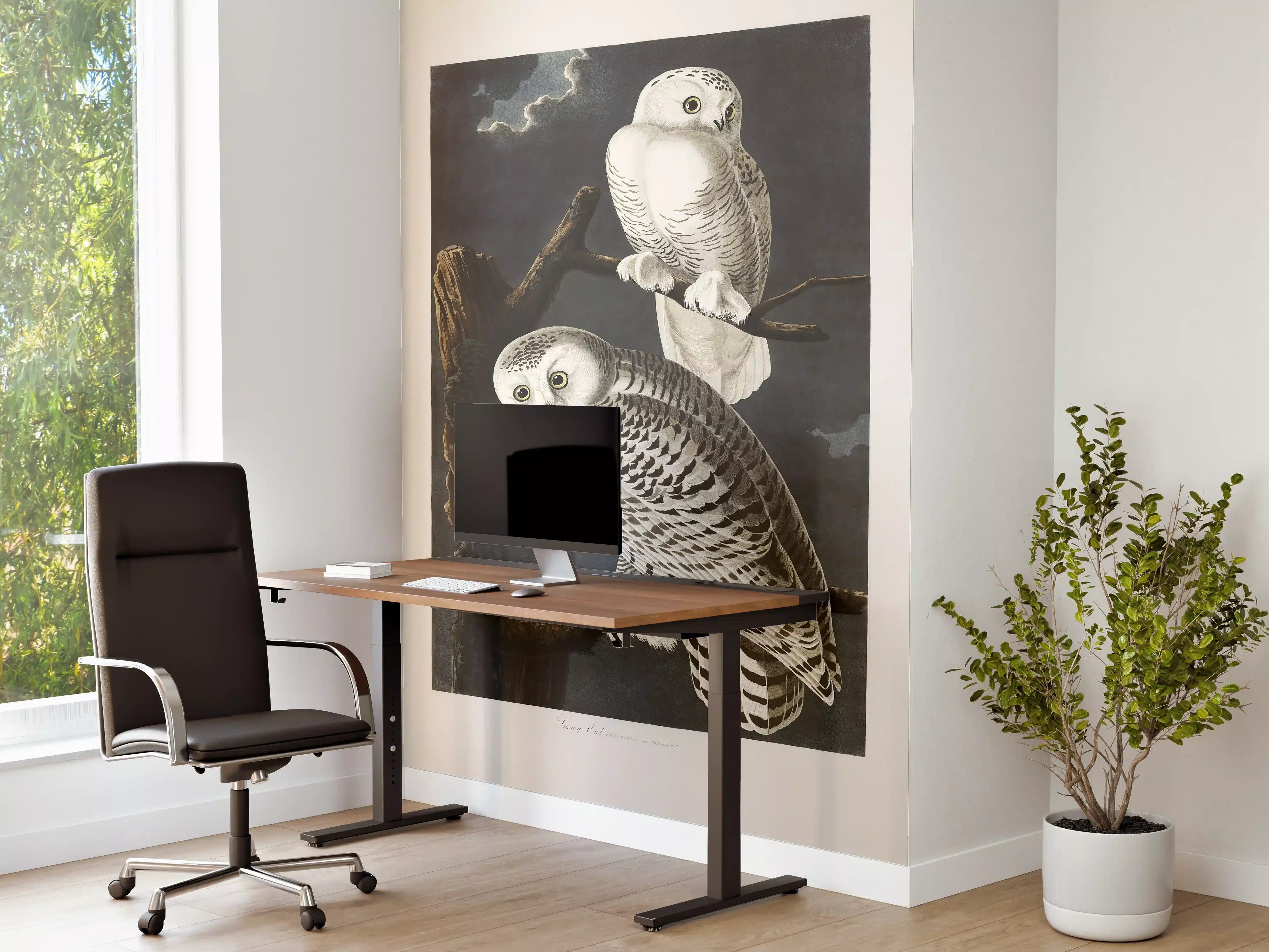 Büro Wandgestaltung - Schneeweiße Eulen - John James Audubon