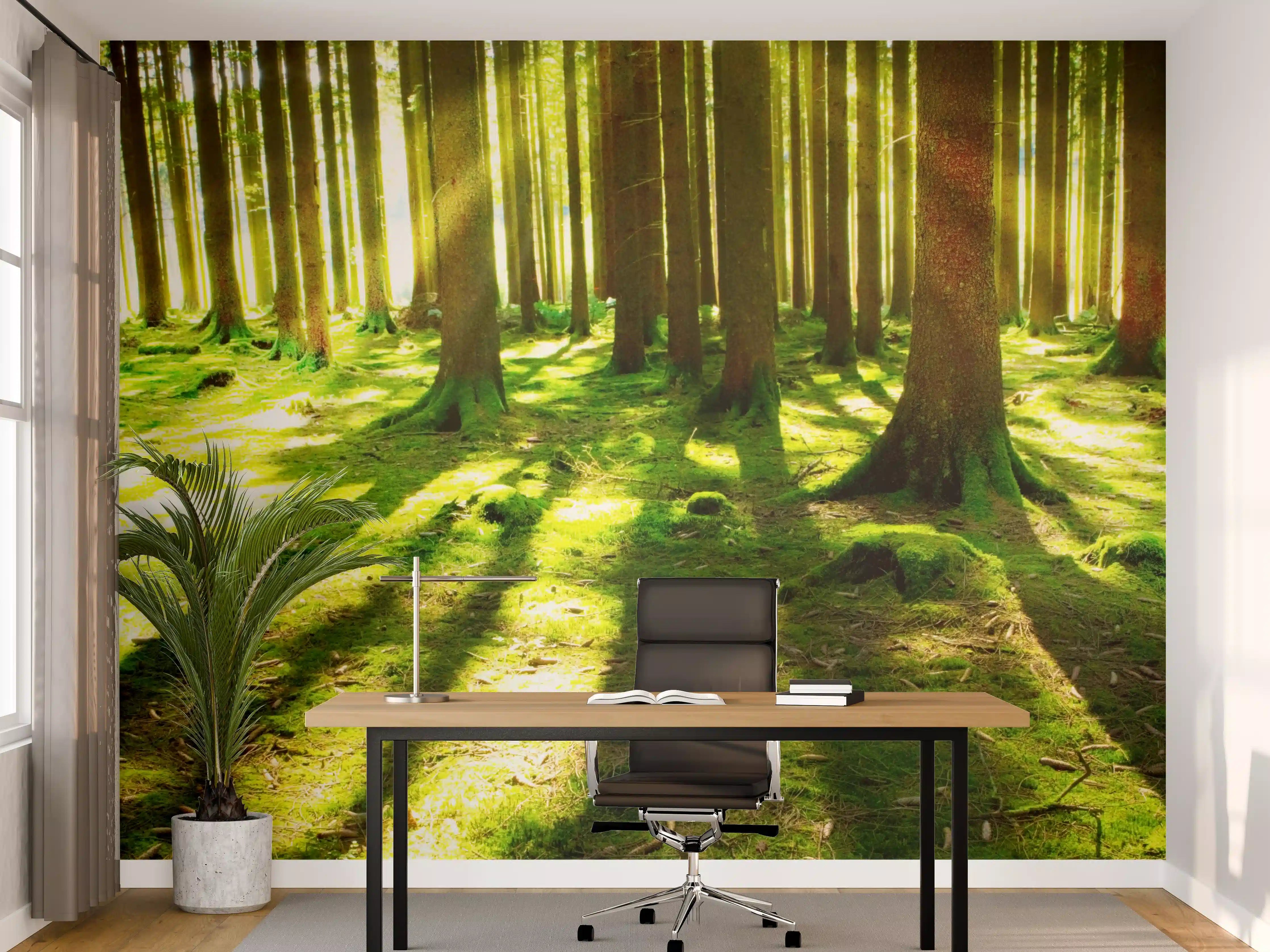 Büro Wandgestaltung - Sonnendurchfluteter Wald mit Schatten