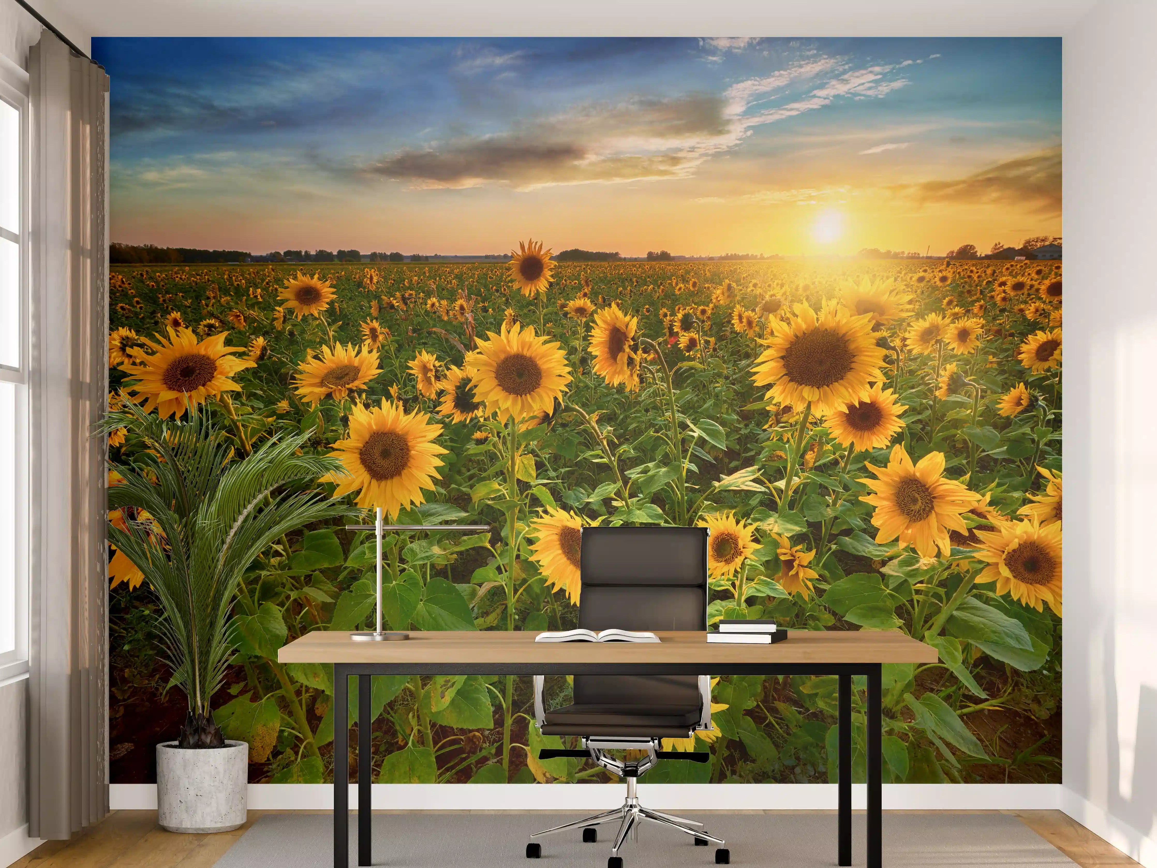 Büro Wandgestaltung - Sonnenuntergang über Sonnenblumenfeld in Hessen
