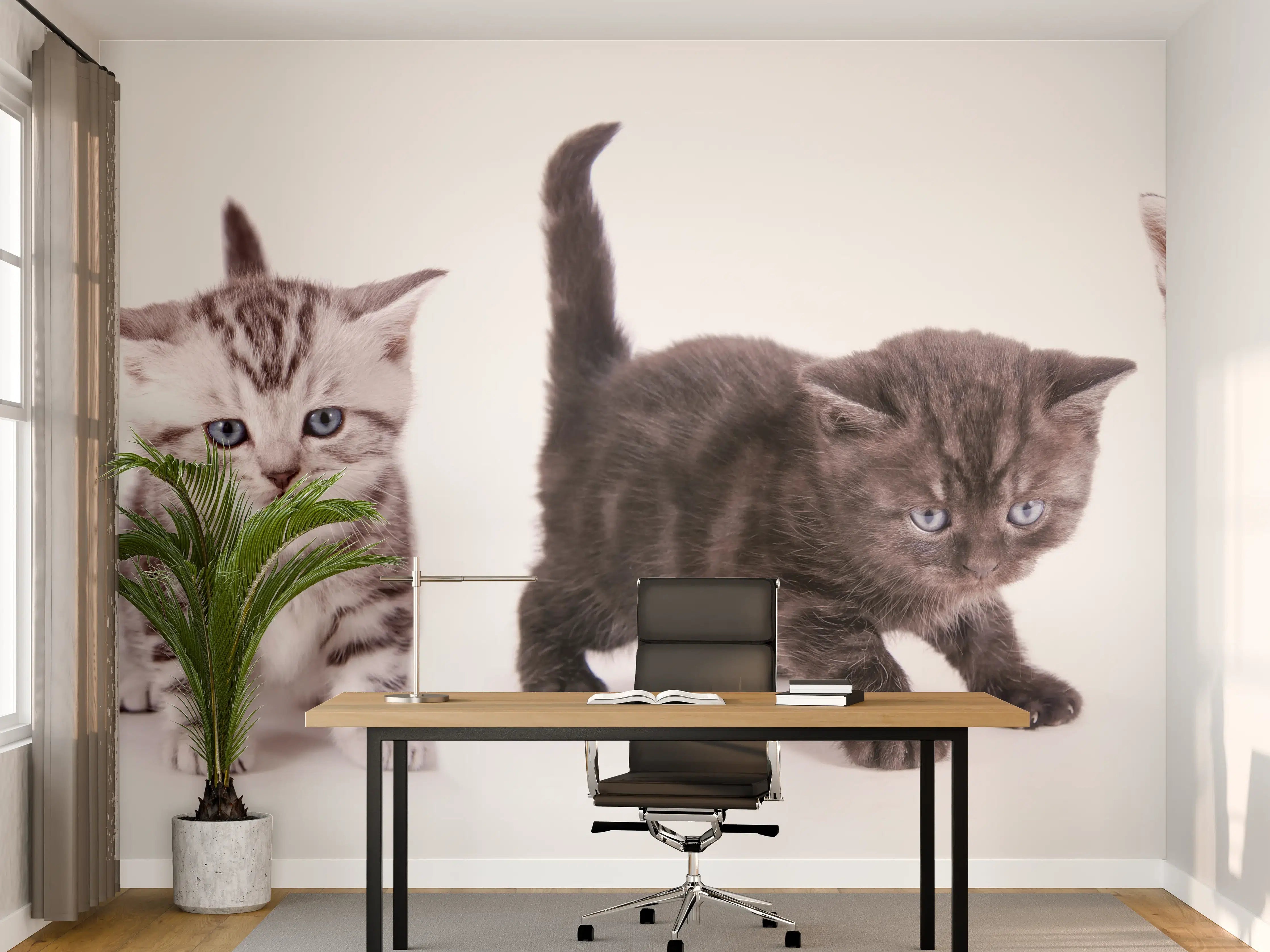 Büro Wandgestaltung - Süße Britisch Kurzhaar Kätzchen