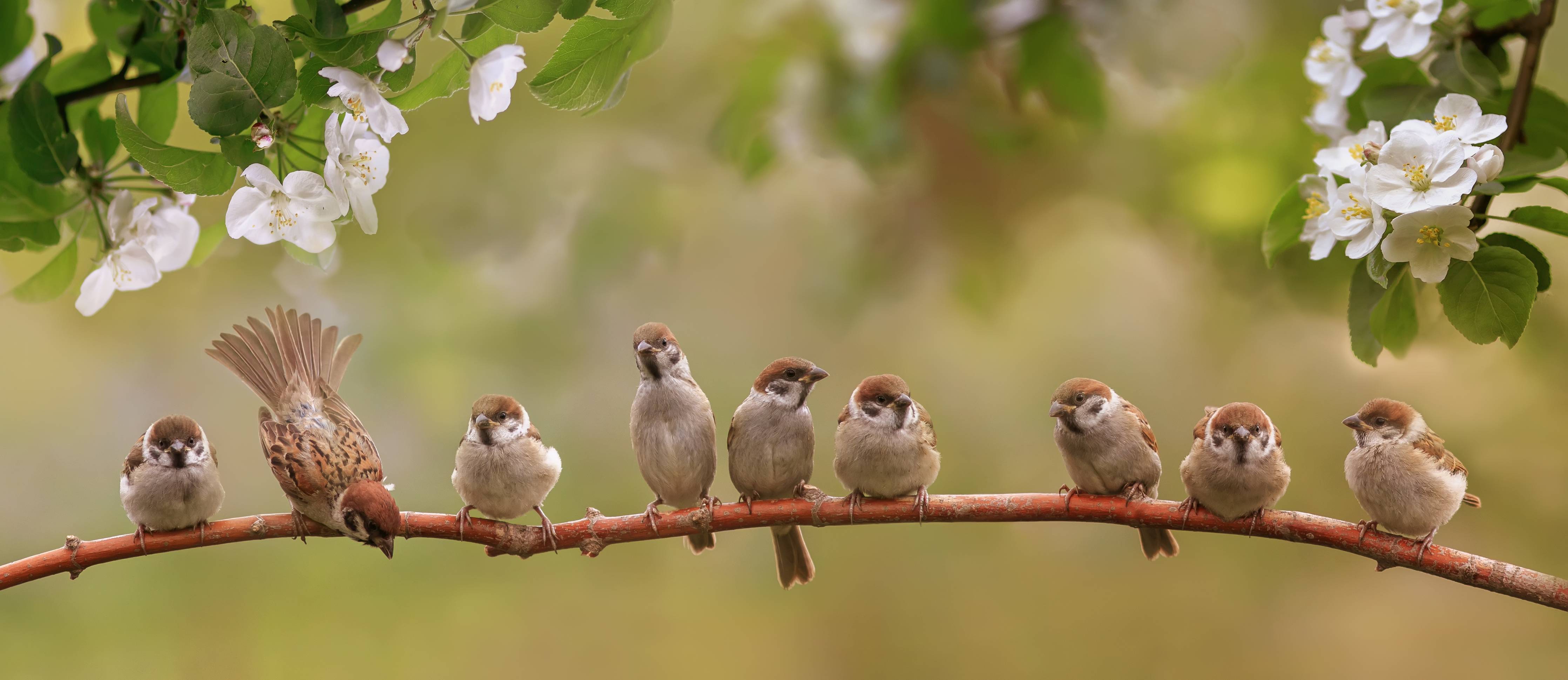 Büro Wandgestaltung-Süße Meisen auf Zweig im Garten