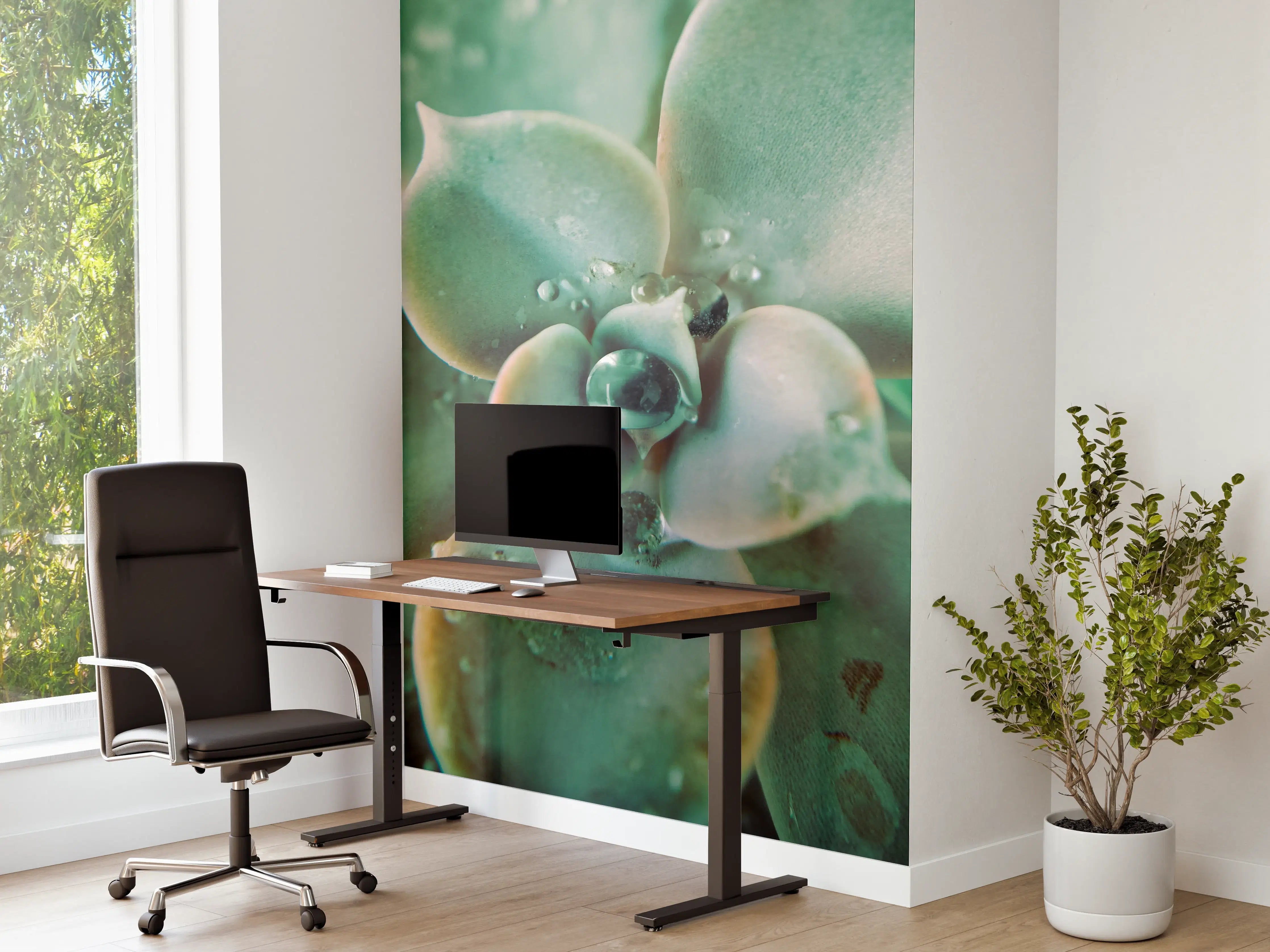Büro Wandgestaltung - Wassertropfen - Sukkulente