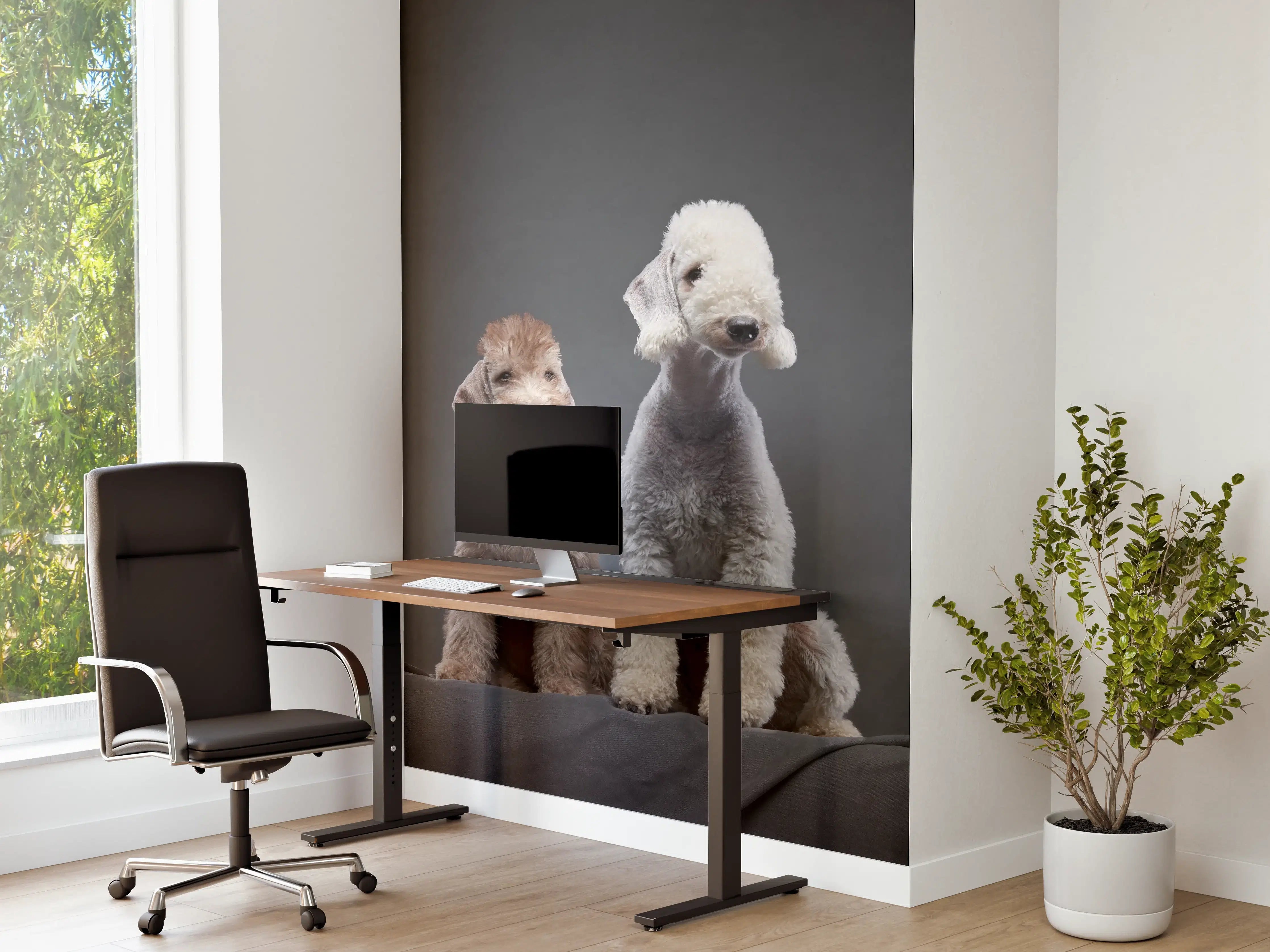 Büro Wandgestaltung - Welpe und erwachsener Bedlington Terrier