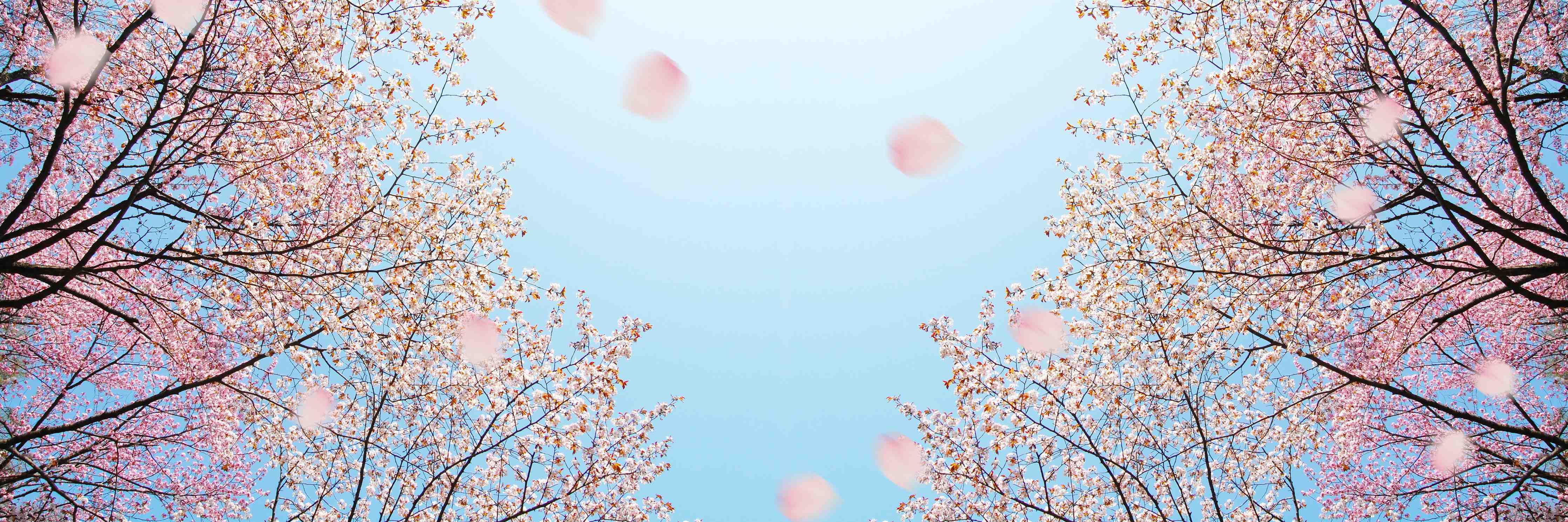 Büro Wandgestaltung-Zarter Kirschblütenhimmel im Frühling