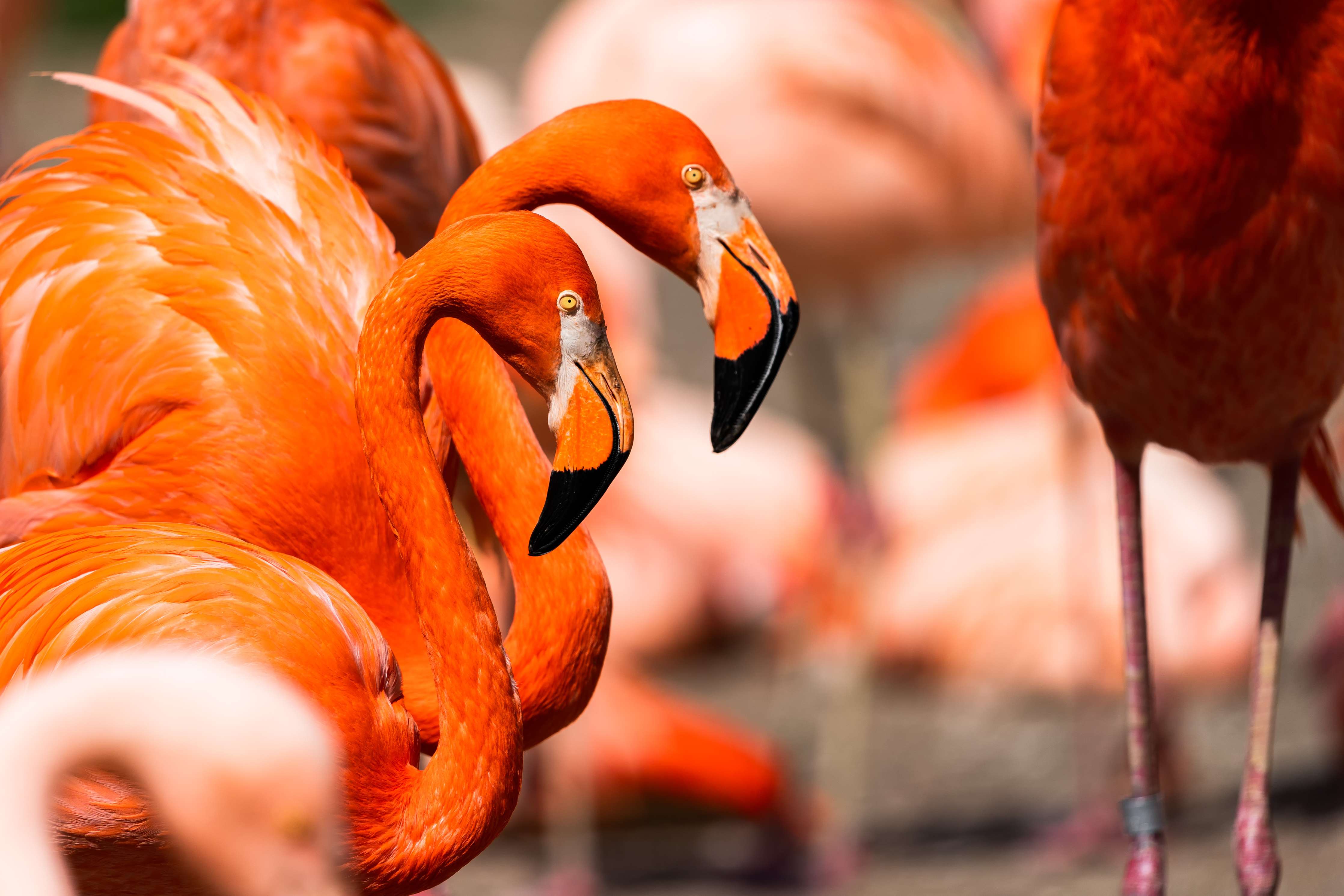 Büro Wandgestaltung-Zwei Flamingos in der Herde