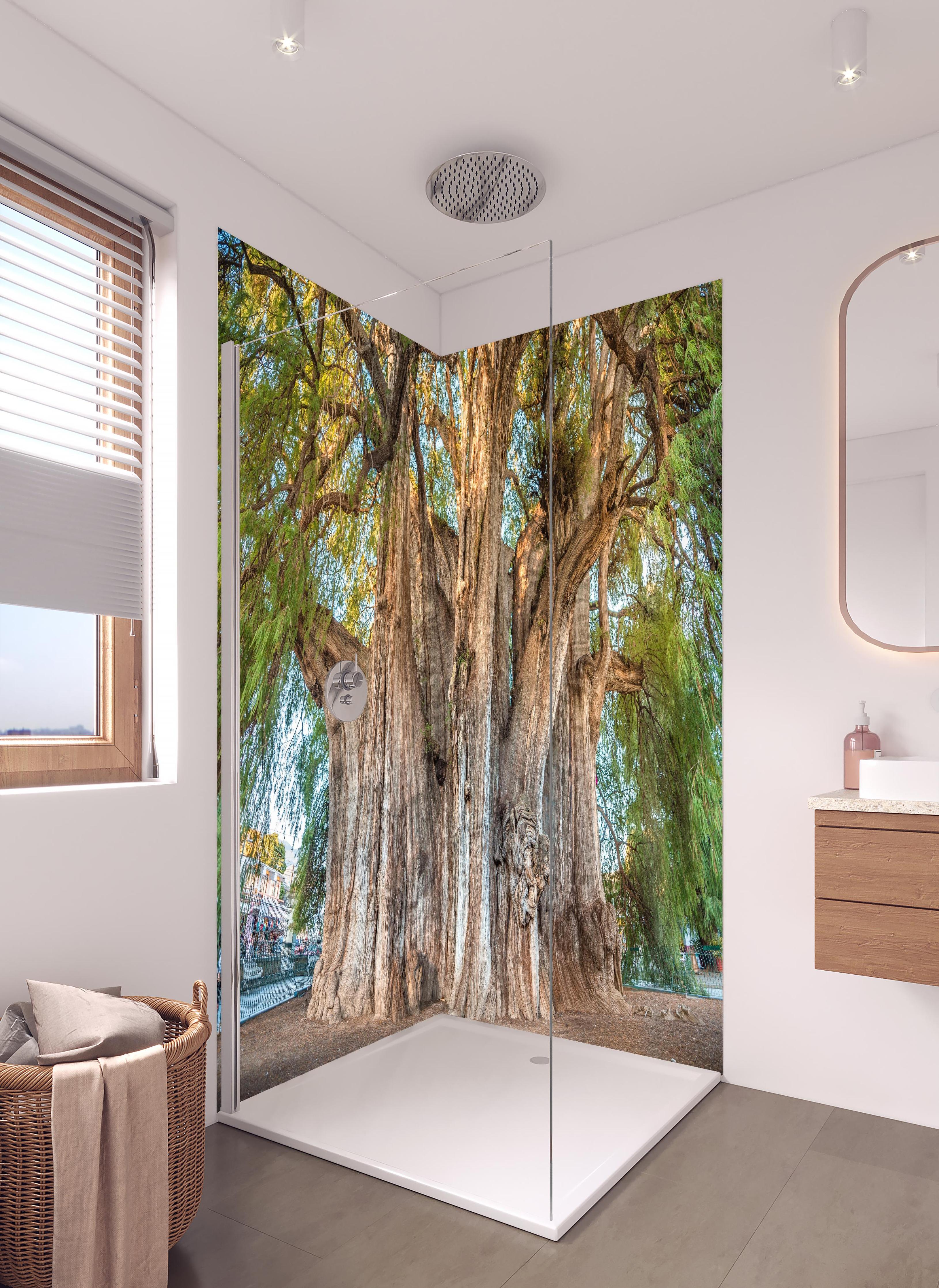 Duschrückwand - Der größte Baum der Welt - Mexico in hellem Badezimmer mit Regenduschkopf - zweiteilige Eck-Duschrückwand