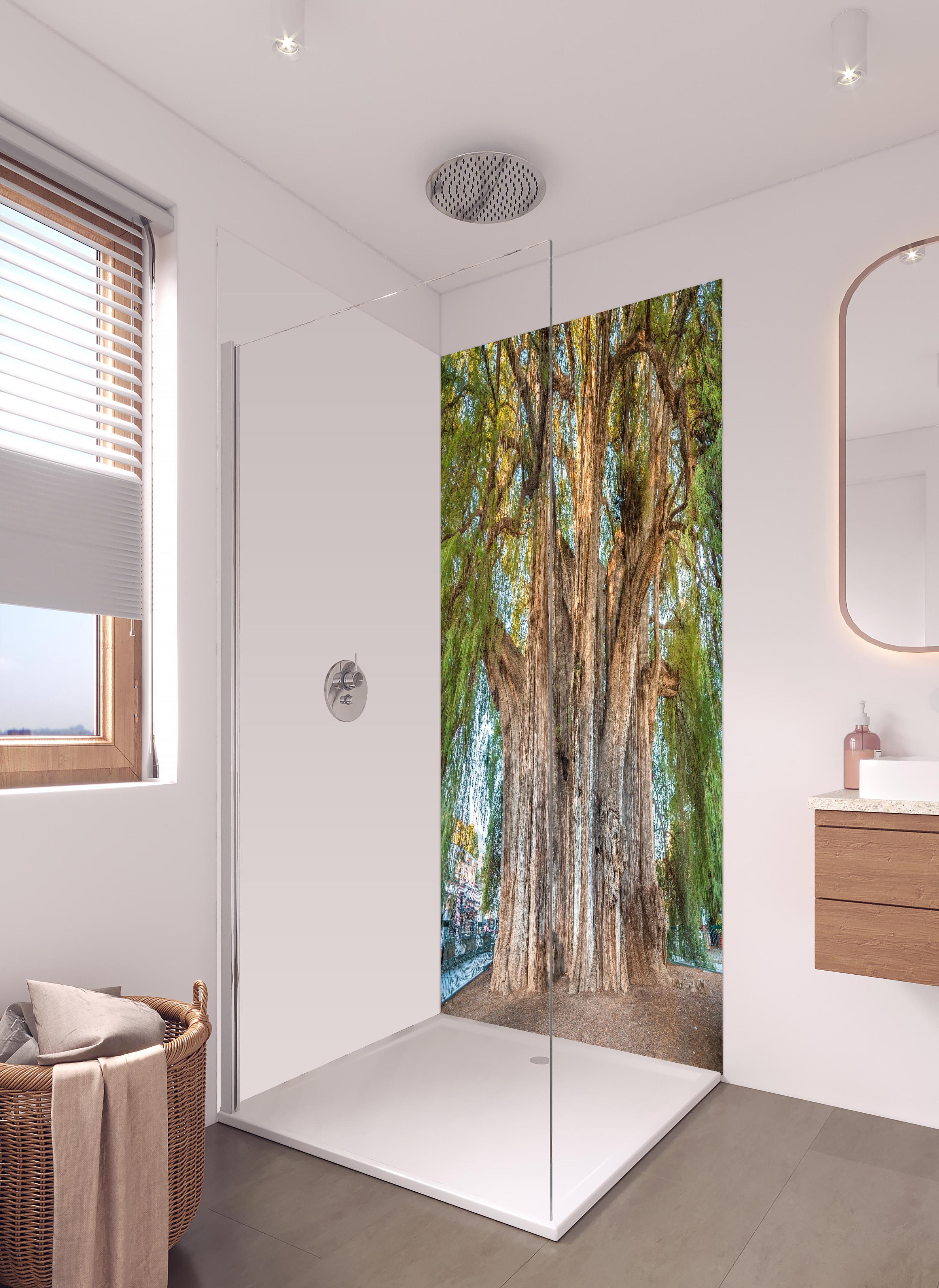 Duschrückwand - Der größte Baum der Welt - Mexico in hellem Badezimmer mit Regenduschkopf - zweiteilige Eck-Duschrückwand