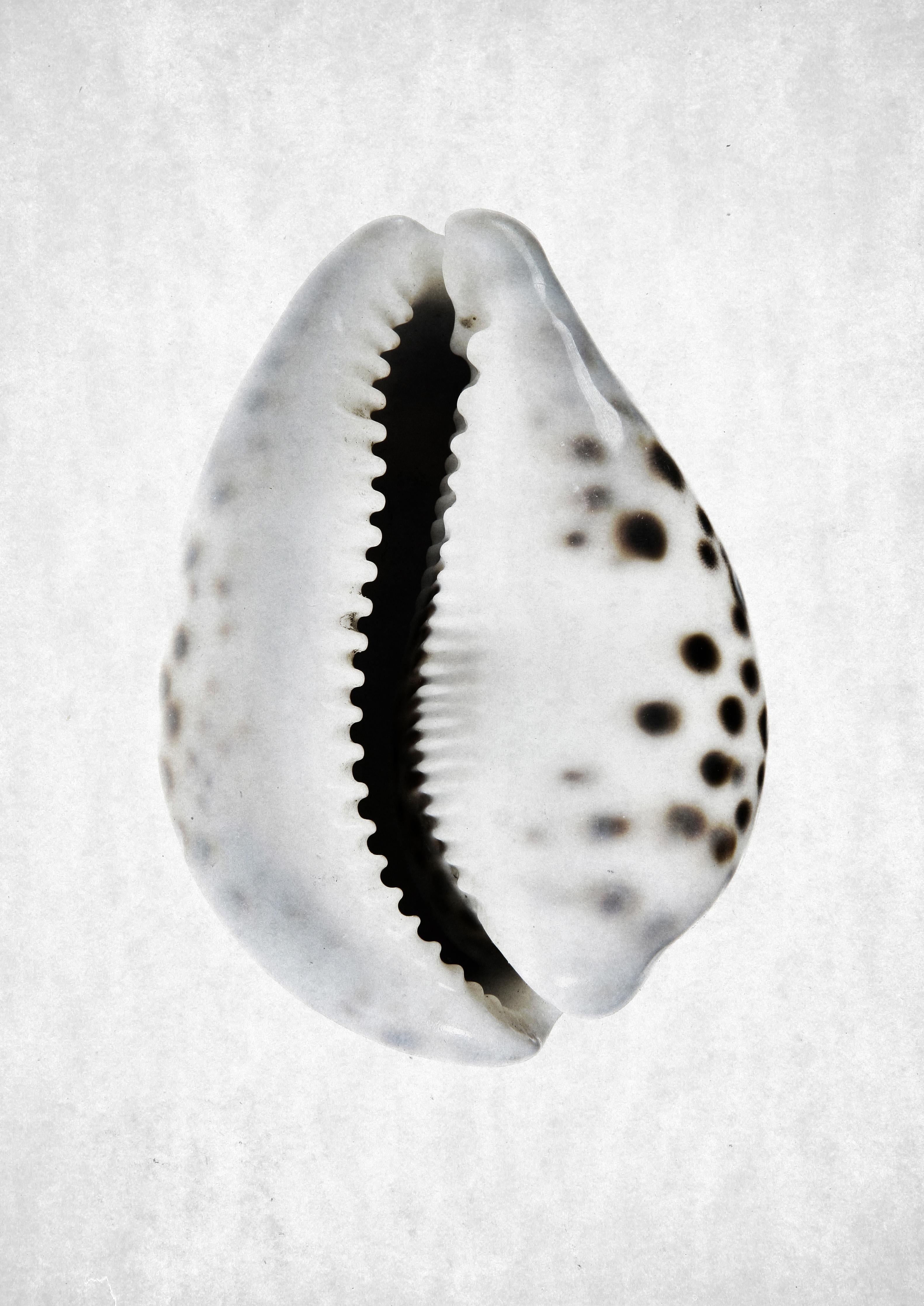 Duschrückwand-Detailbild Weiße Schnecke mit Grau-Sprenkeln