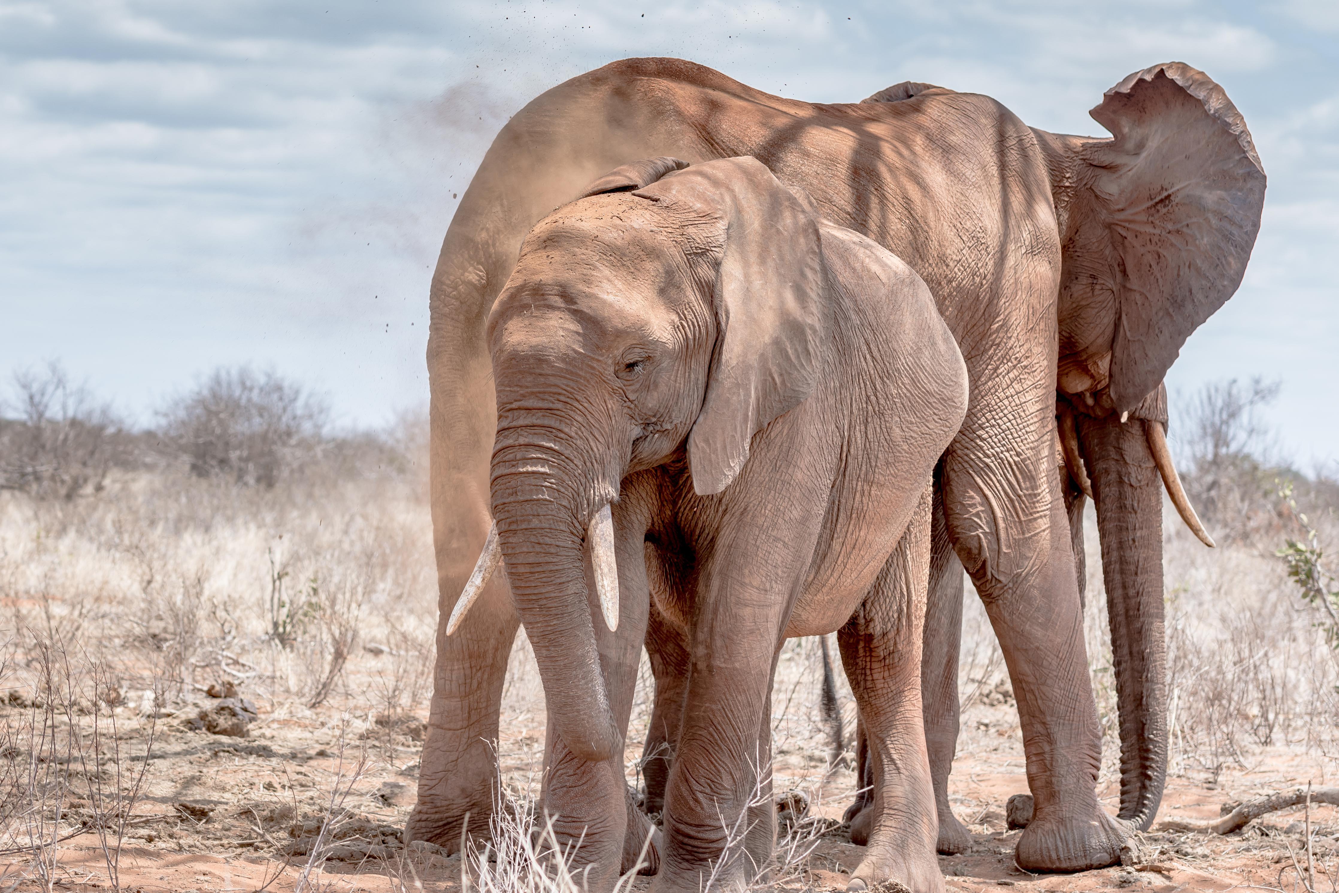 Duschrückwand-Elefanten von Tsavo