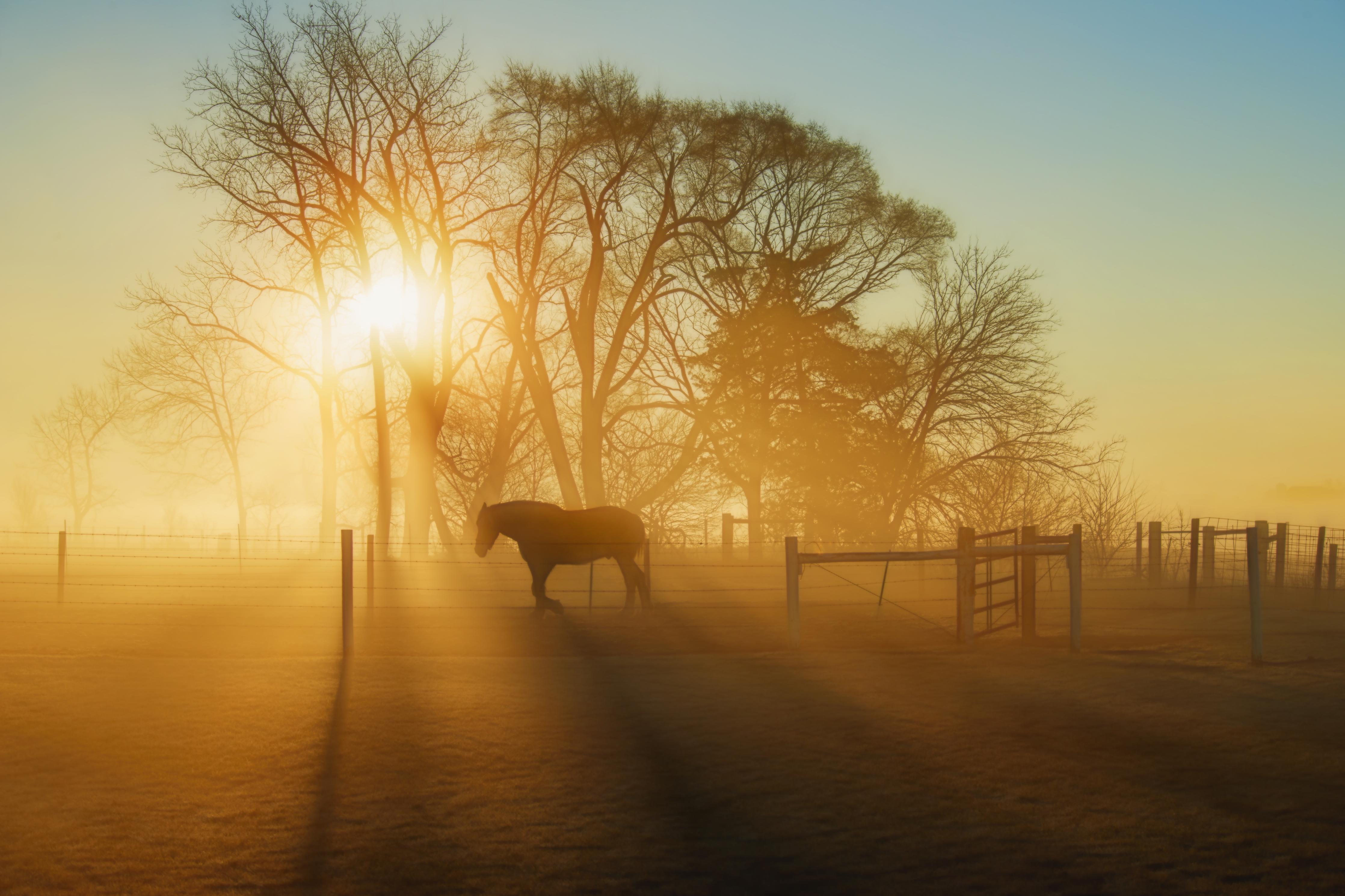 Duschrückwand-Pferd in der Morgendämmerung