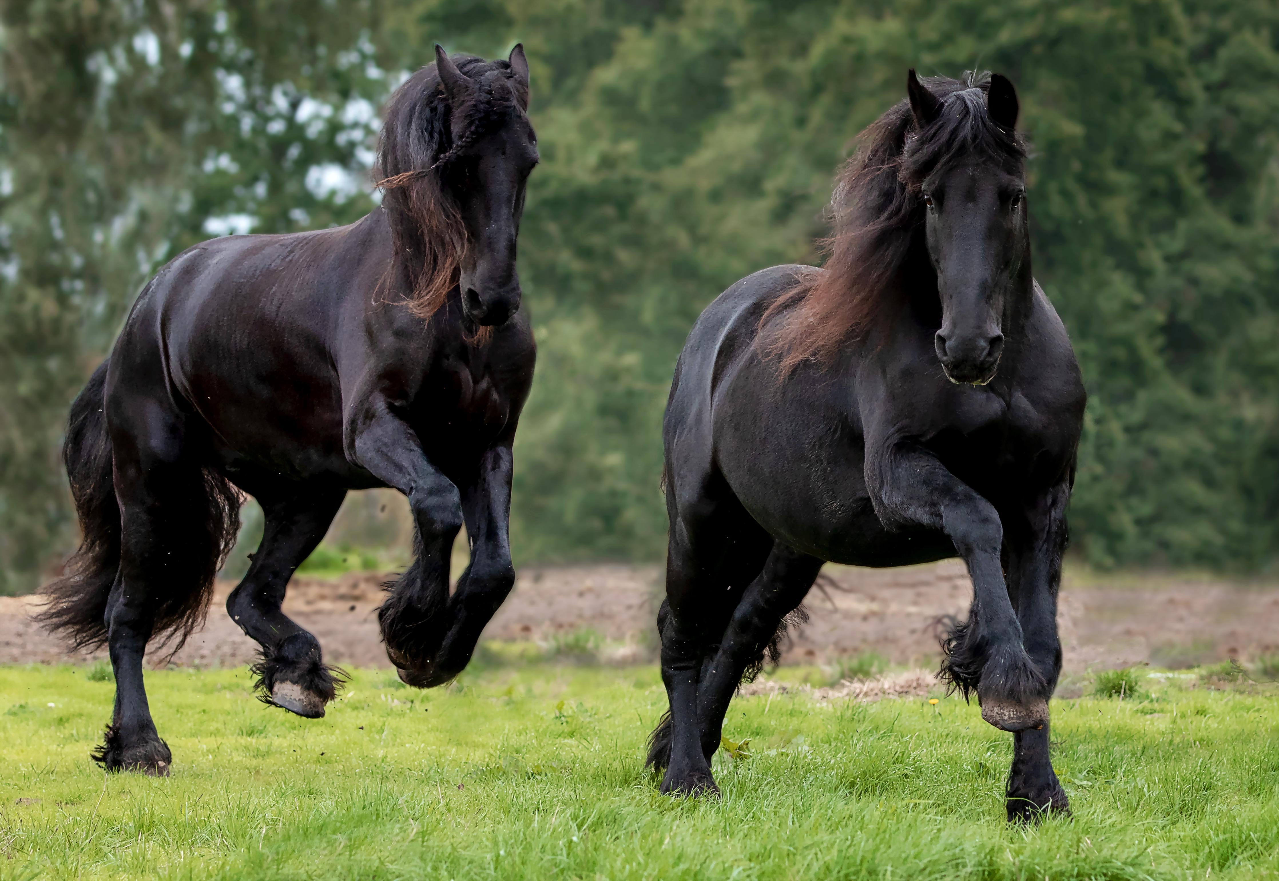 Duschrückwand-Schwarze prächtige Friesenpferde