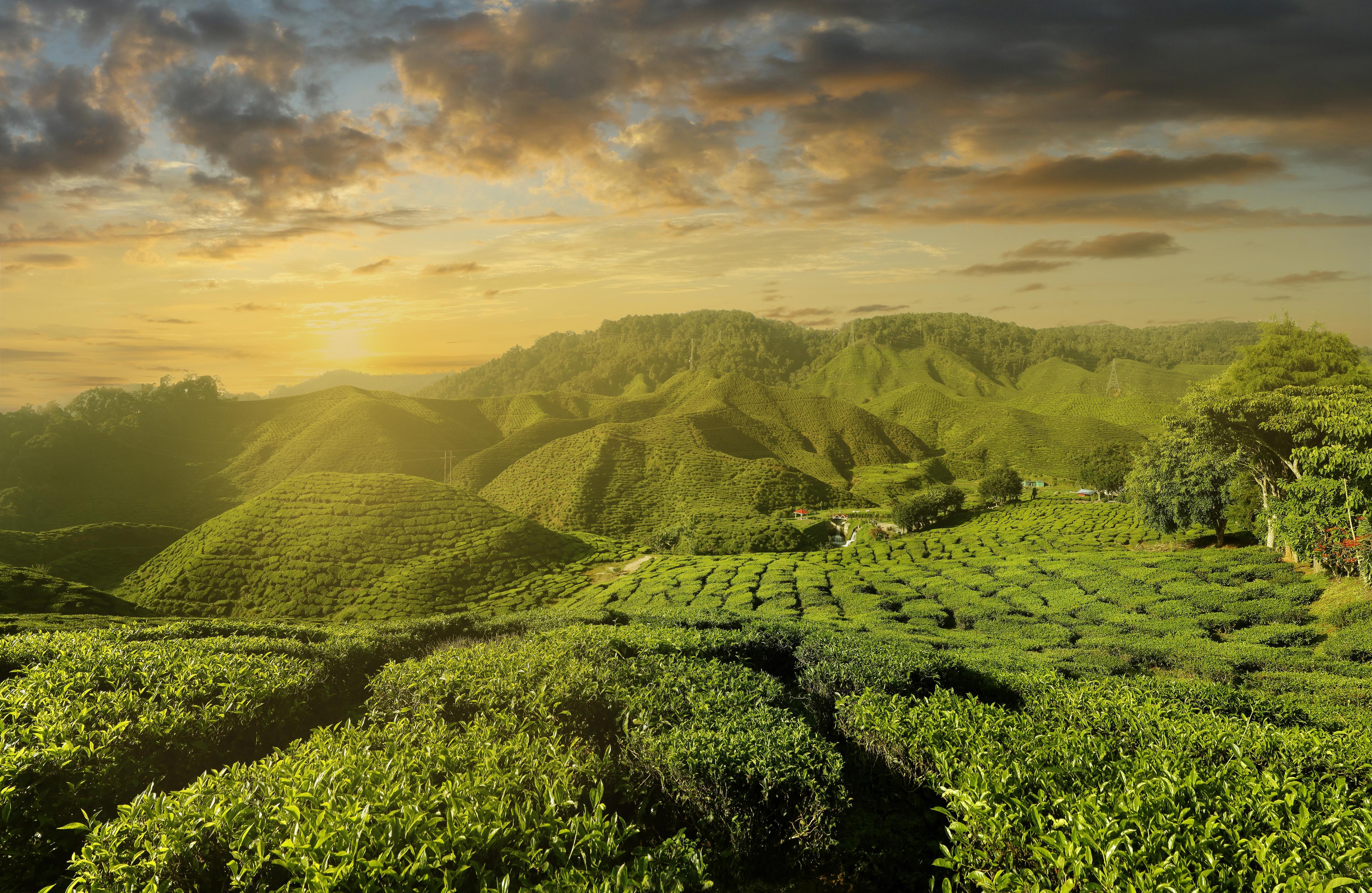 Duschrückwand-Teeplantage in Malaysia