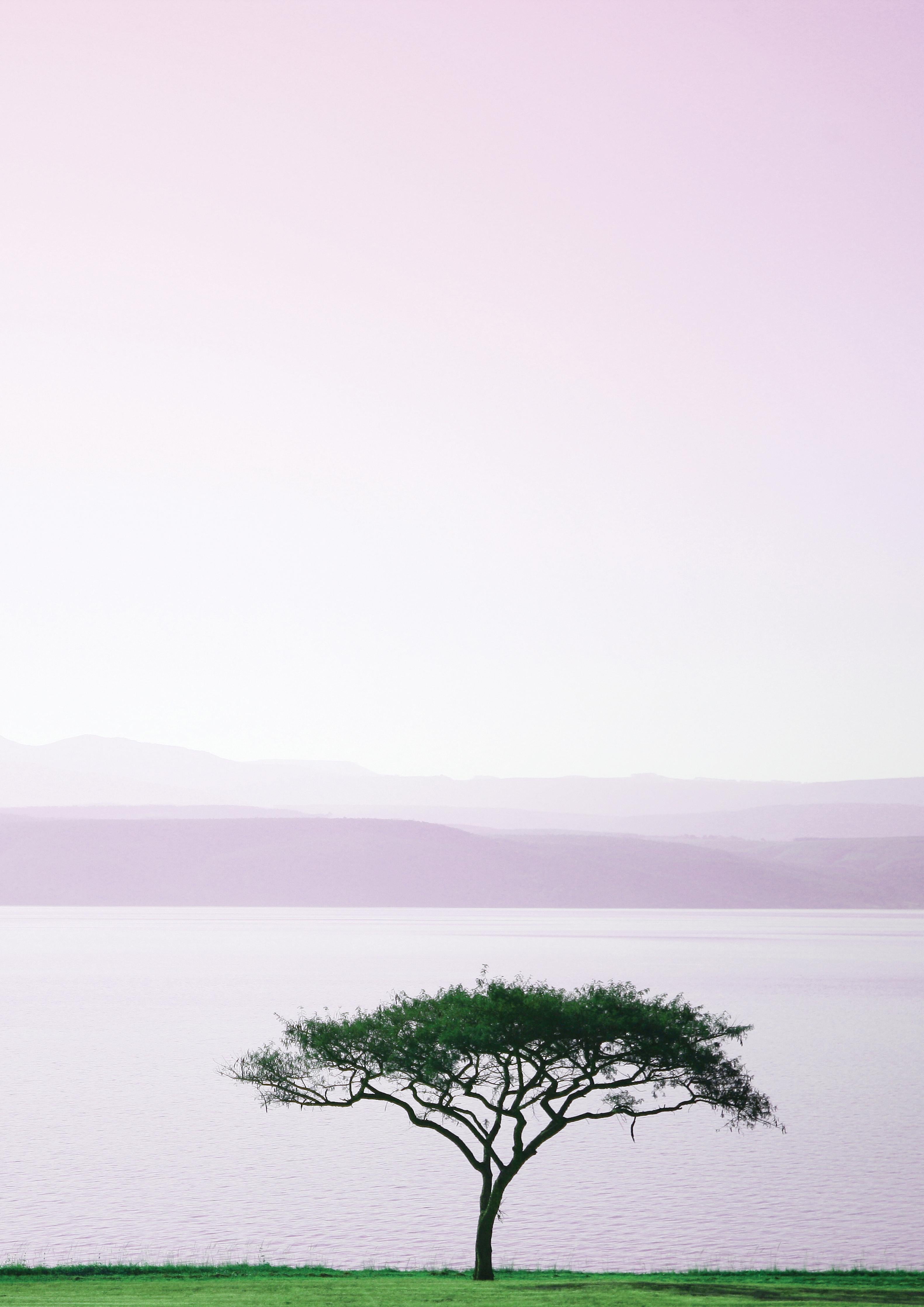 Duschrückwand-Einsamer Baum bei Morgengrauen am Meer