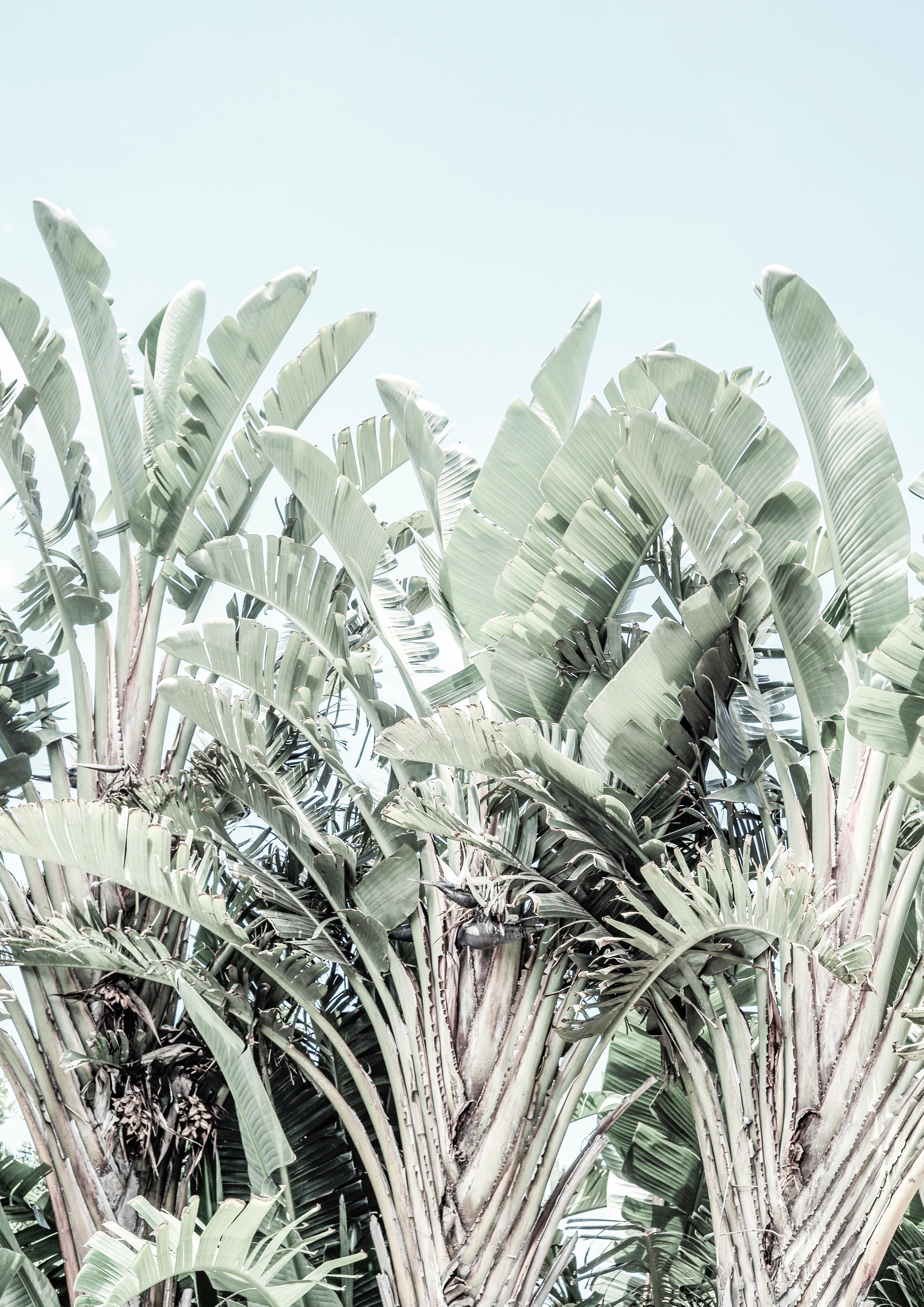 Duschrückwand-Exotische grün-weiße Palmenblätter