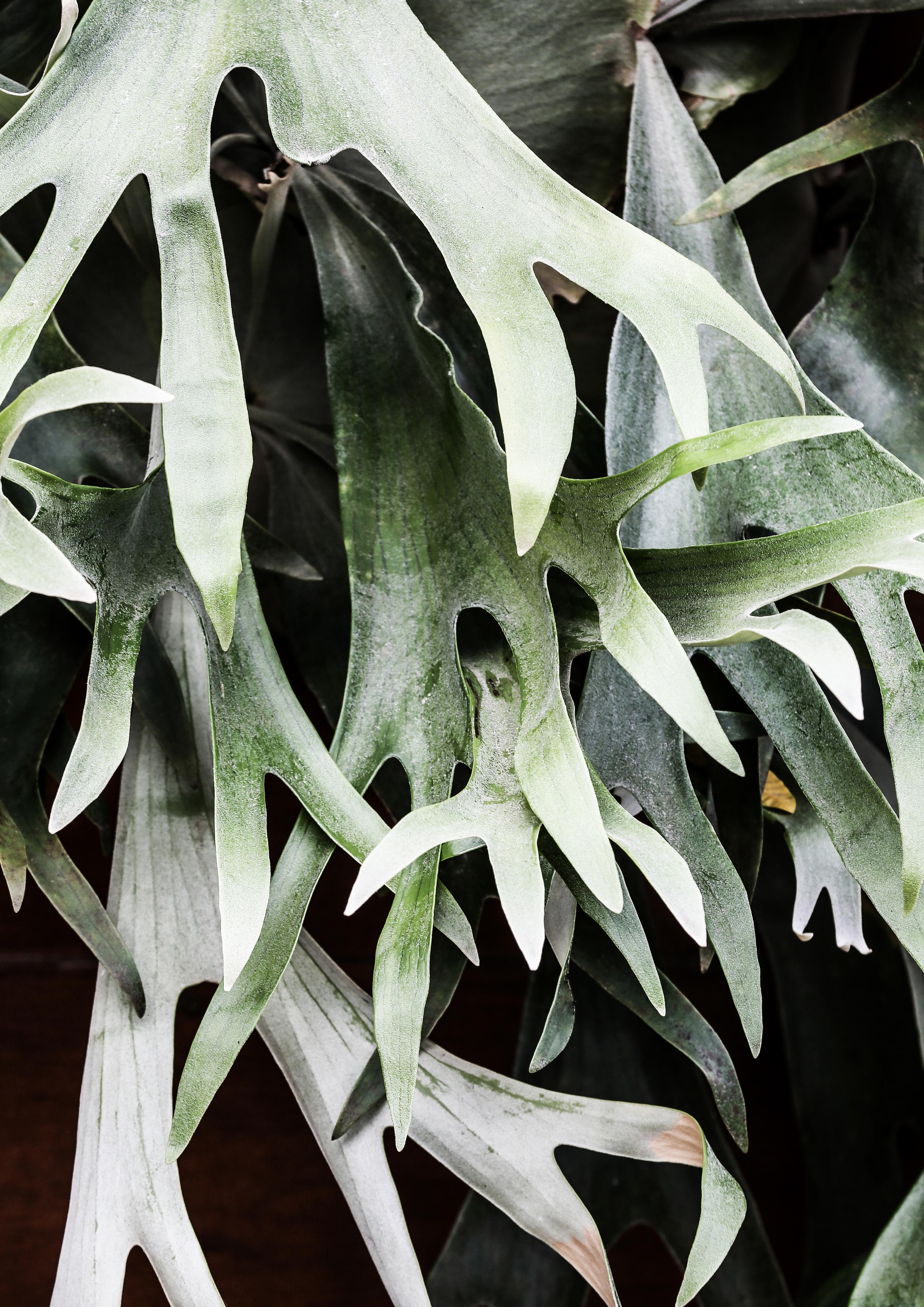 Duschrückwand-Grün-Graues Staghorn Farngewächs Makroaufnahme