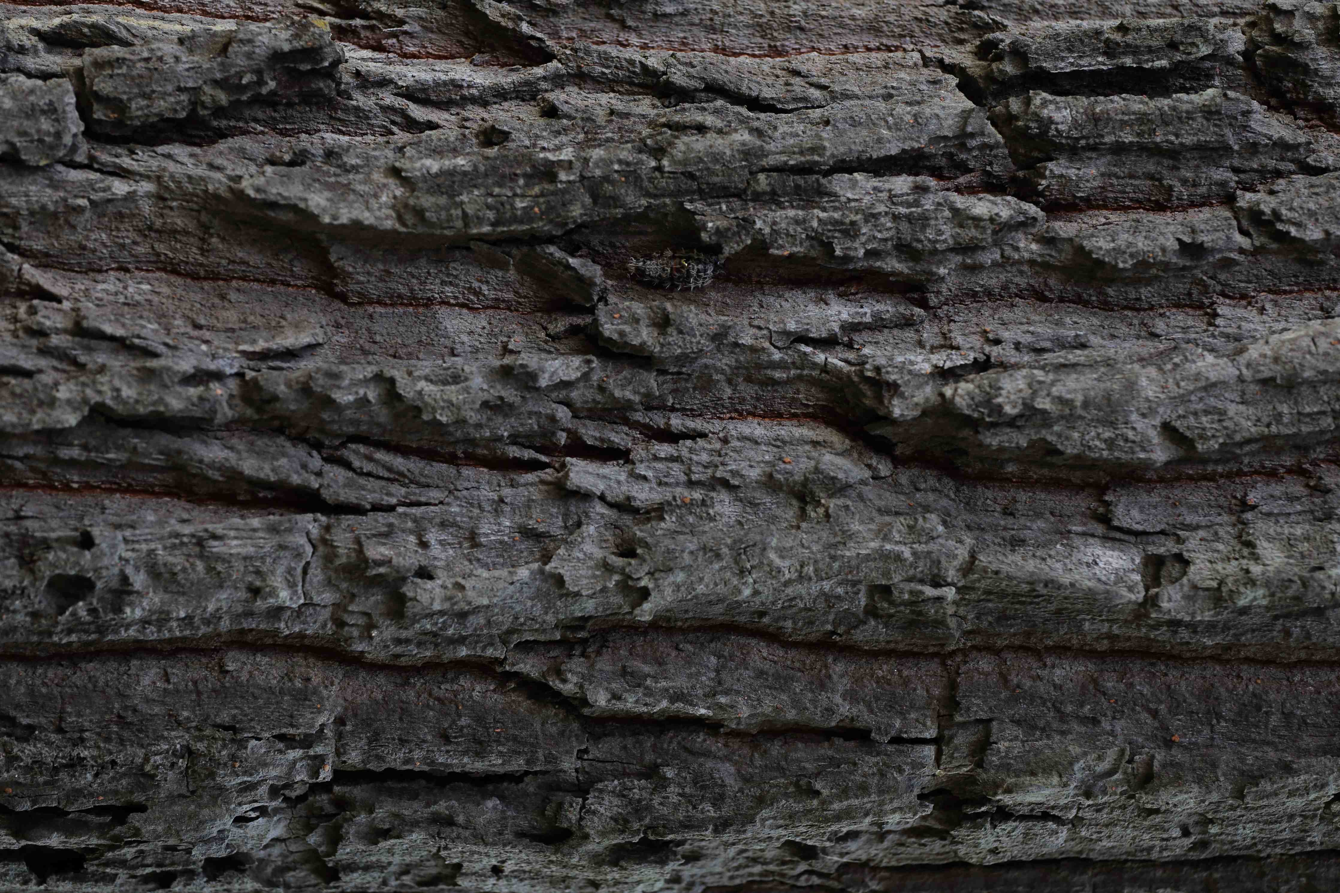 Duschrückwand-Rustikale Baumrinde mit dunklen Tönen
