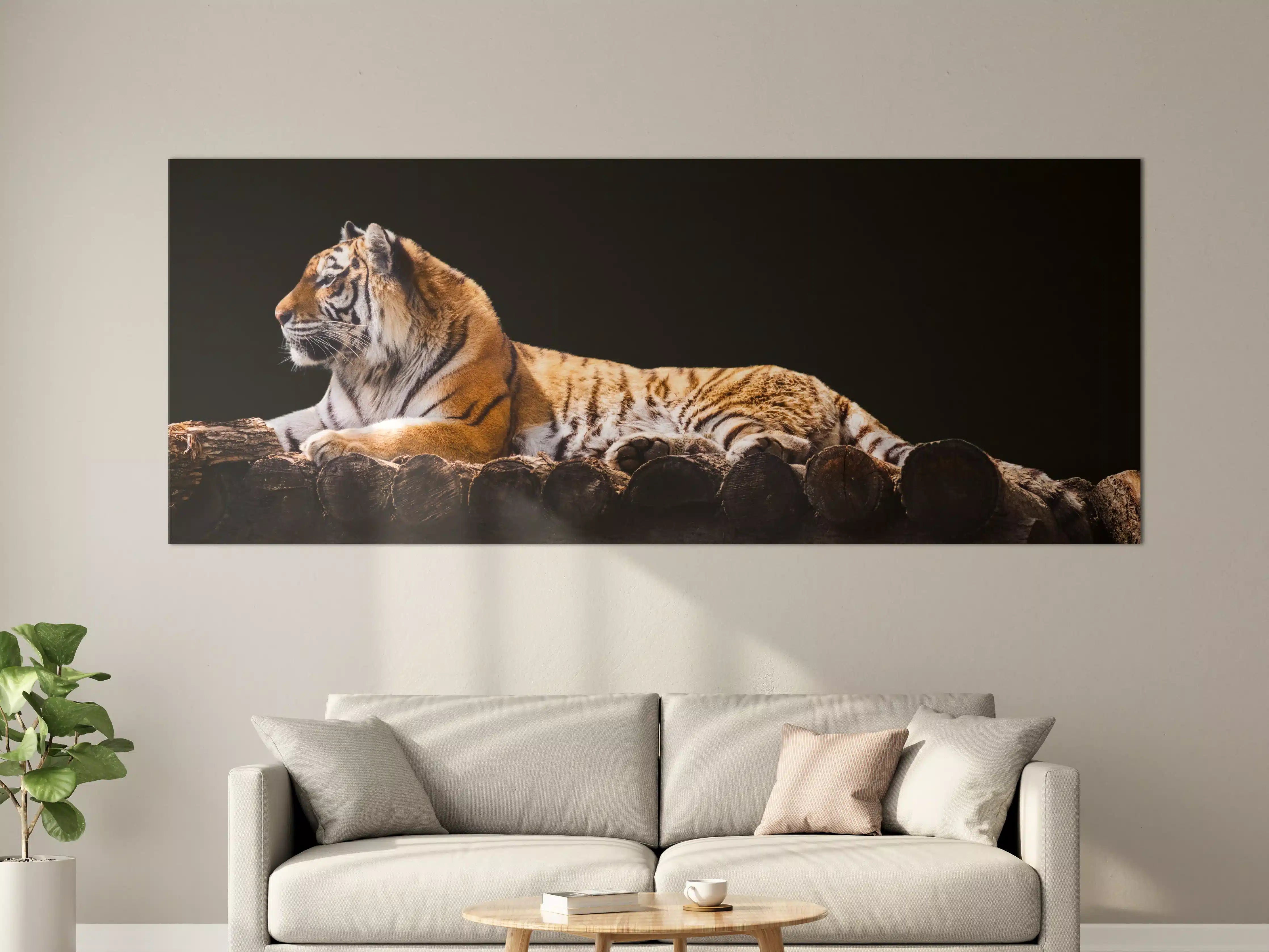 Große Wandbilder - Amurtiger liegend auf Holzdeck mit Schwarzem Hintergrund