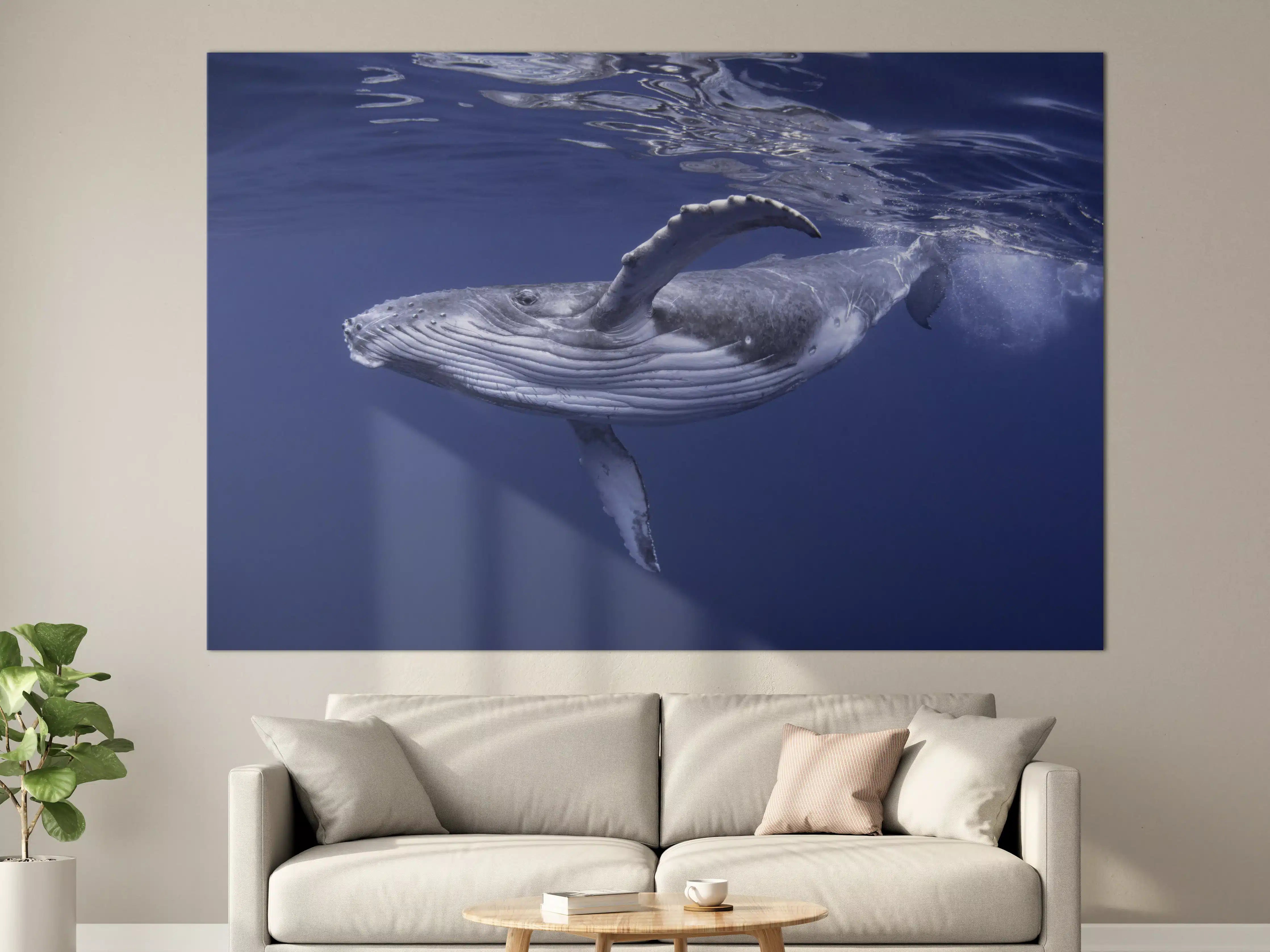 Große Wandbilder - Baby-Buckelwal-Kalb im blauen Wasser