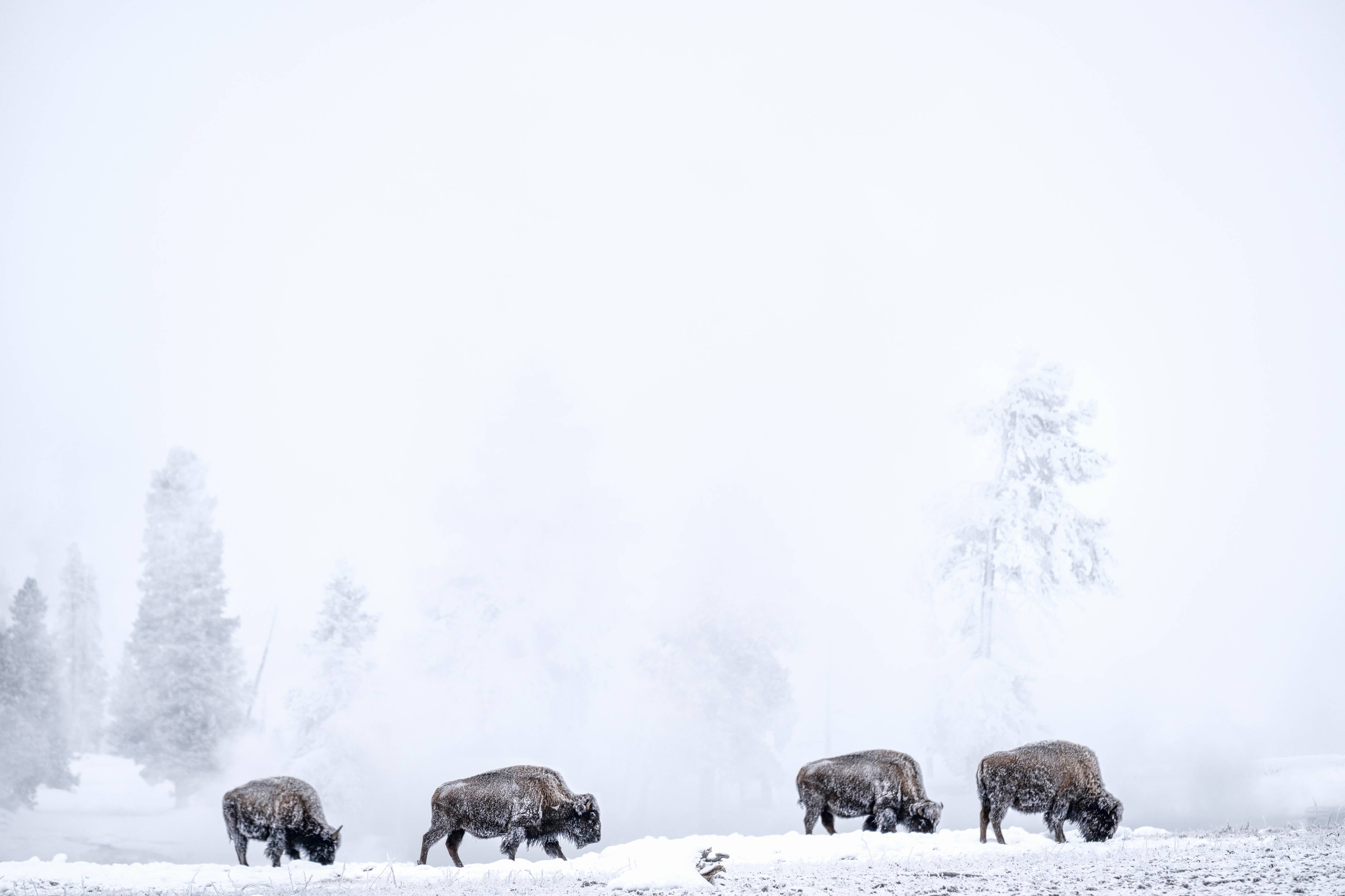 Große Wandbilder-Bisons im kalten Wald