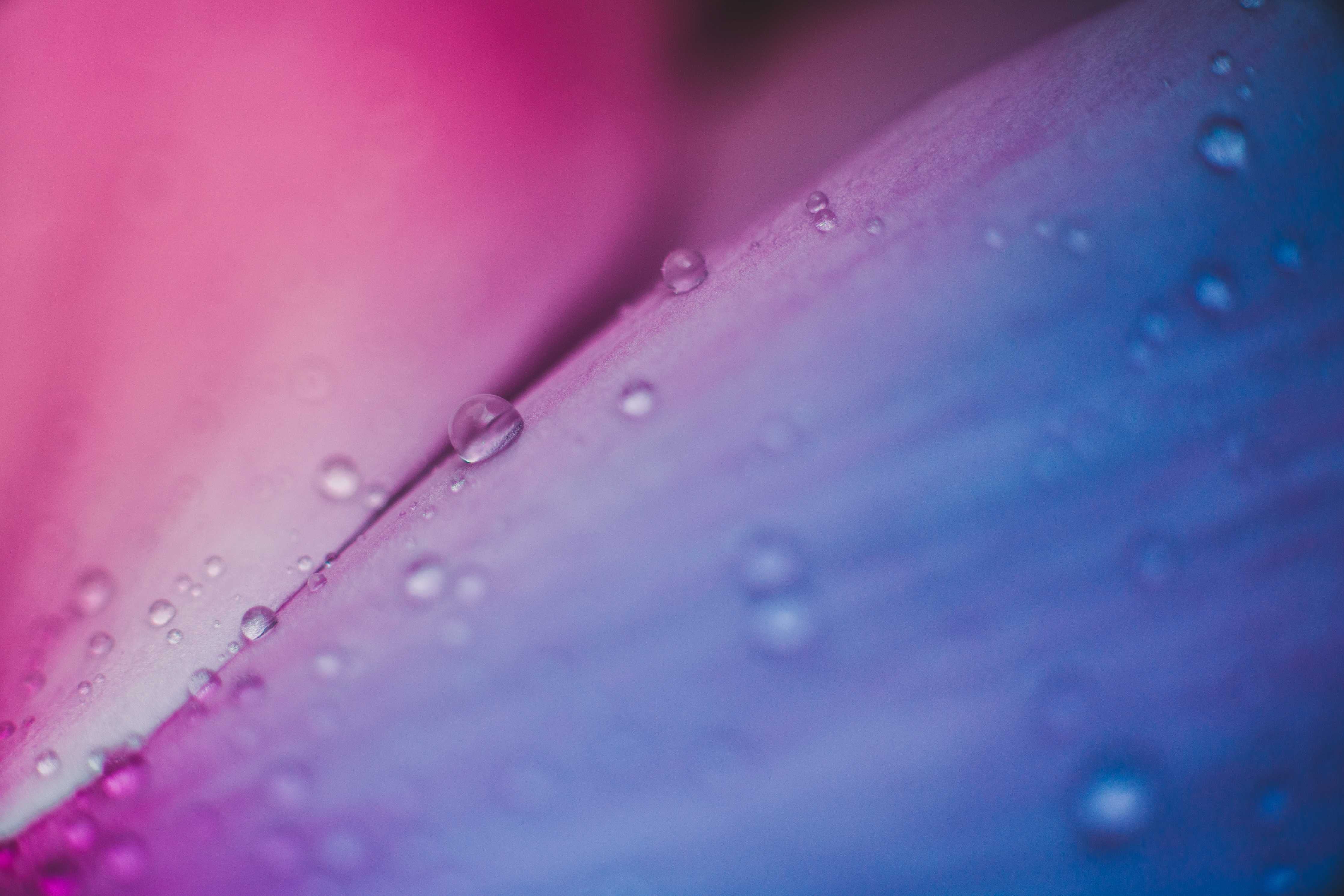Große Wandbilder-Blaue Blütenblätter mit Wassertropfen im Close-up