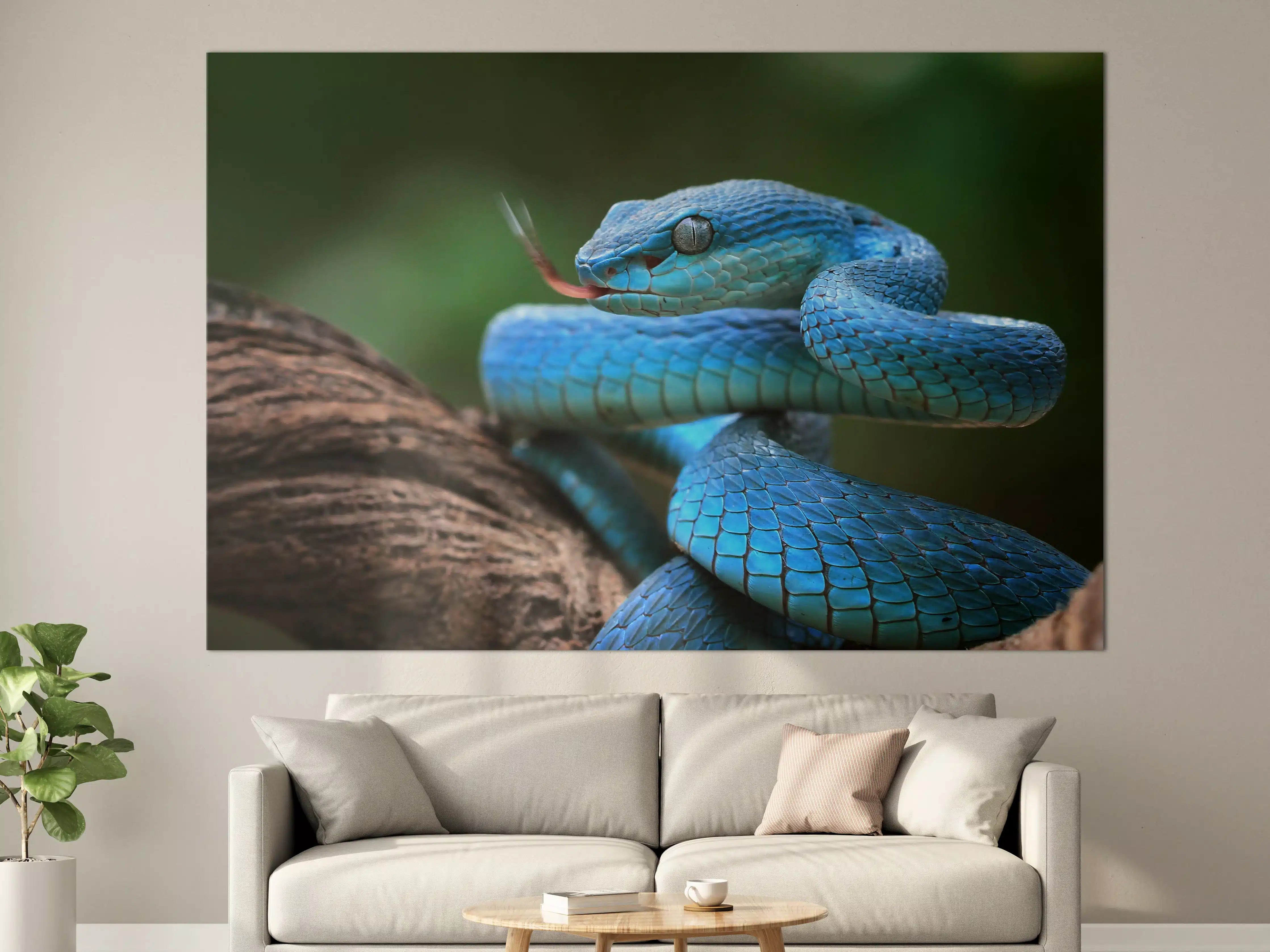 Große Wandbilder - Blaue Viper Nahaufnahme