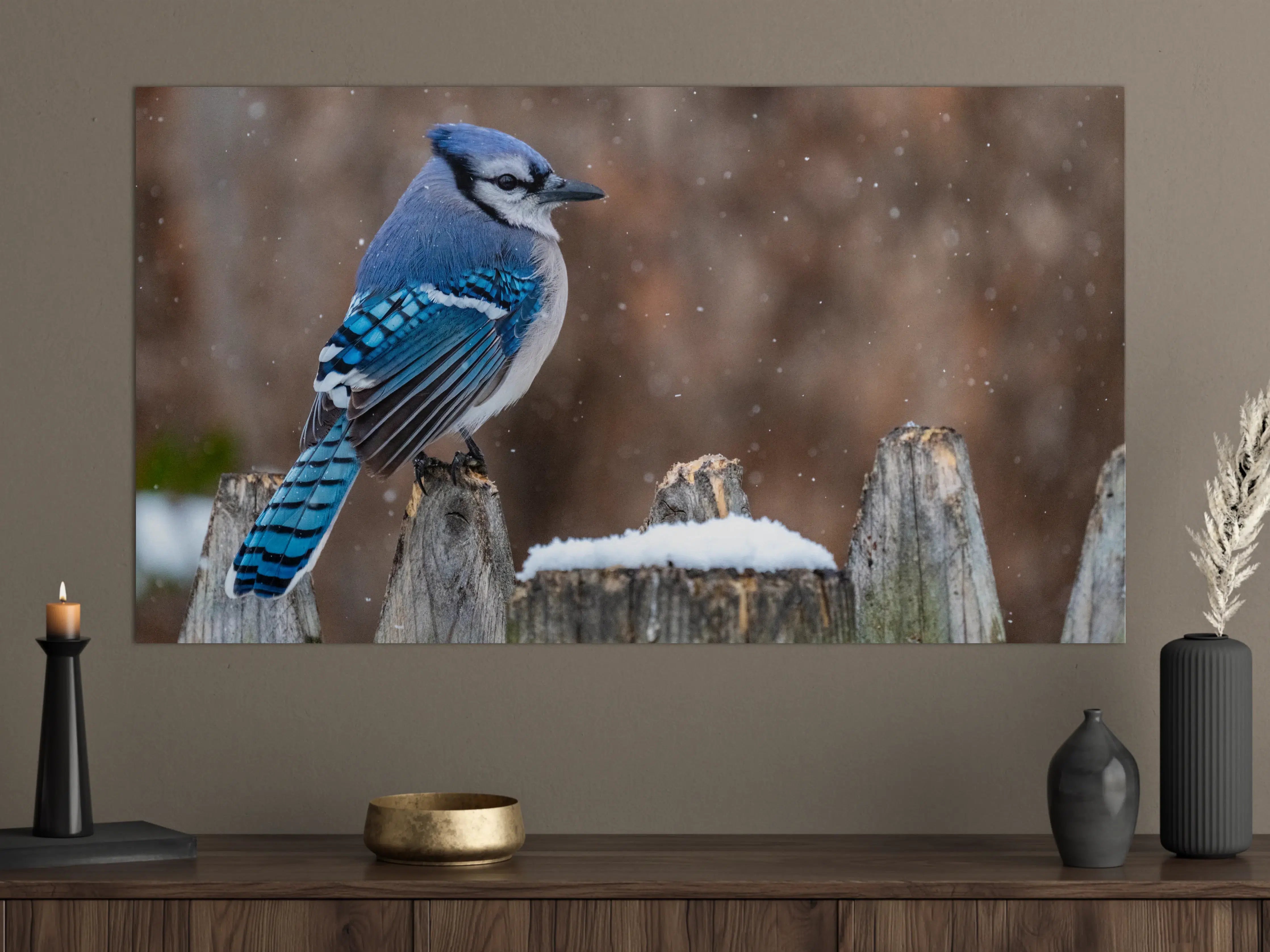 Große Wandbilder - Blauhäher im Schnee