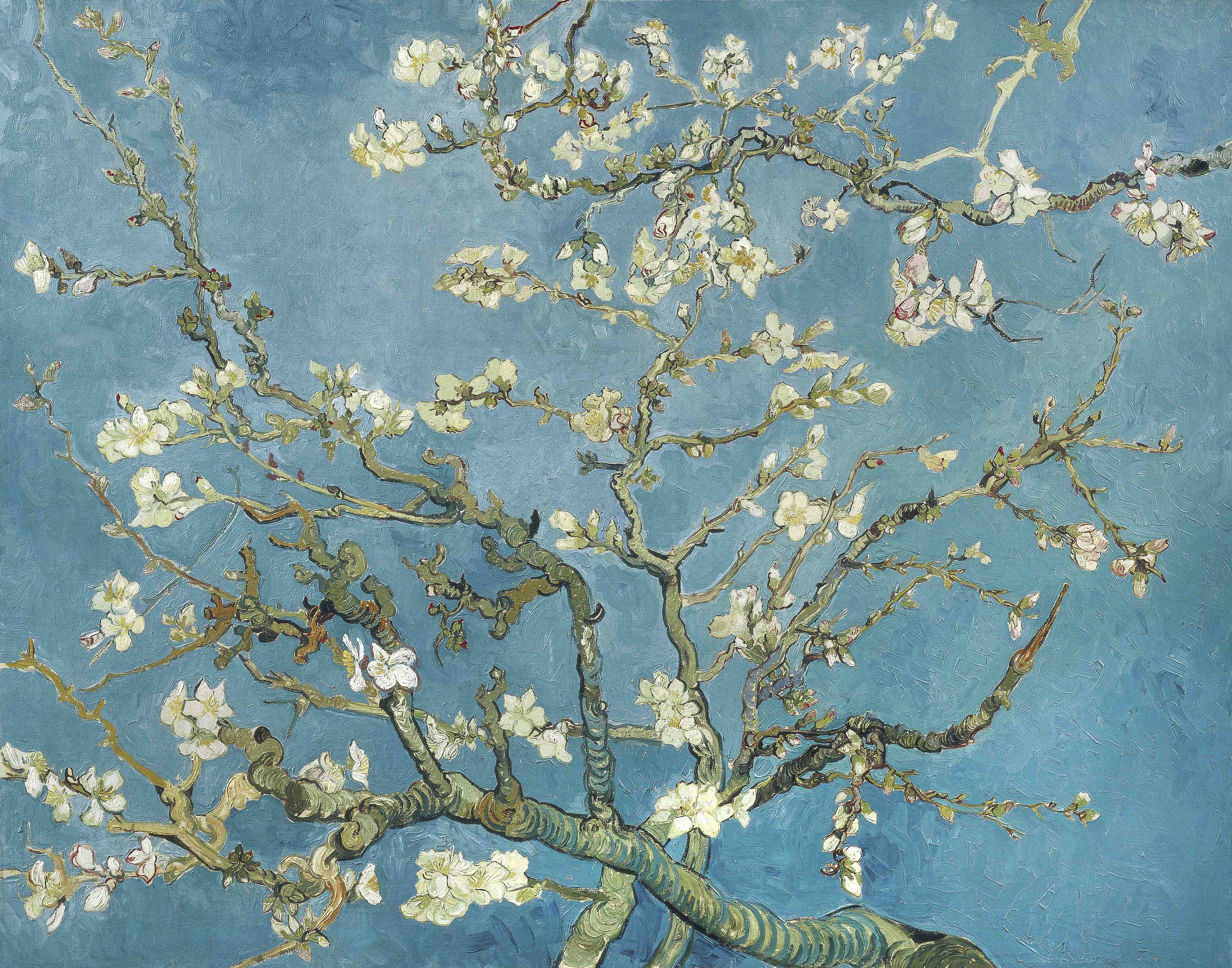 Große Wandbilder-Blühender Mandelbaum vor blauem Himmel
