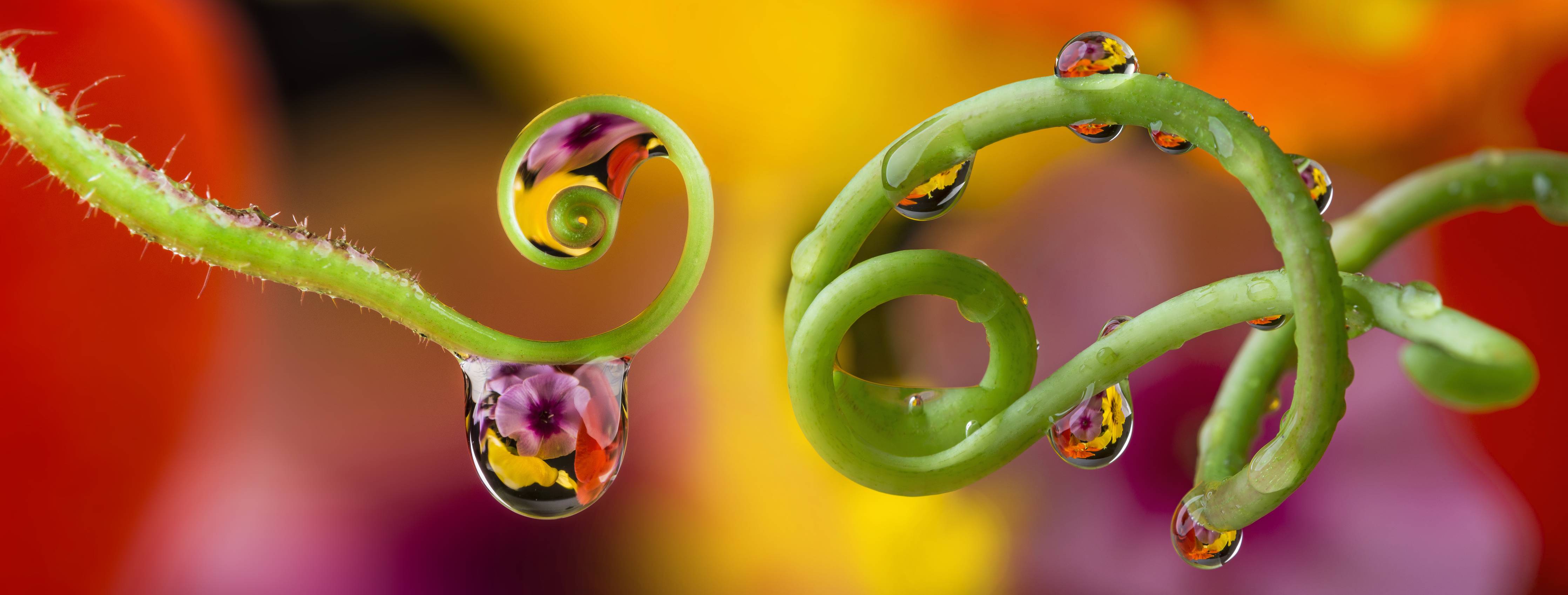 Große Wandbilder-Blume mit abstrakten Tropfen