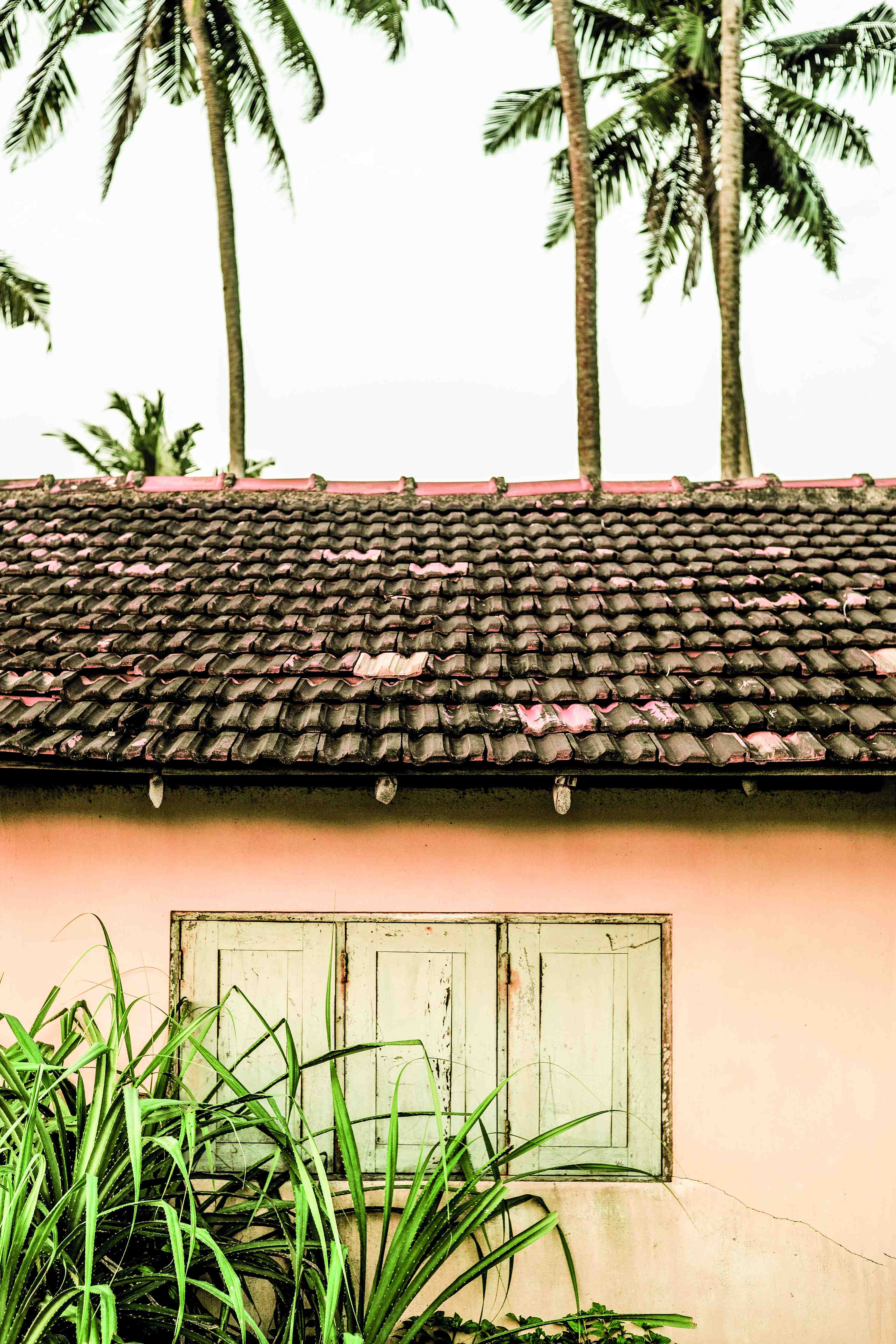 Große Wandbilder-Bunte Tropenhaus-Dach mit Palmbaum-Hintergrund