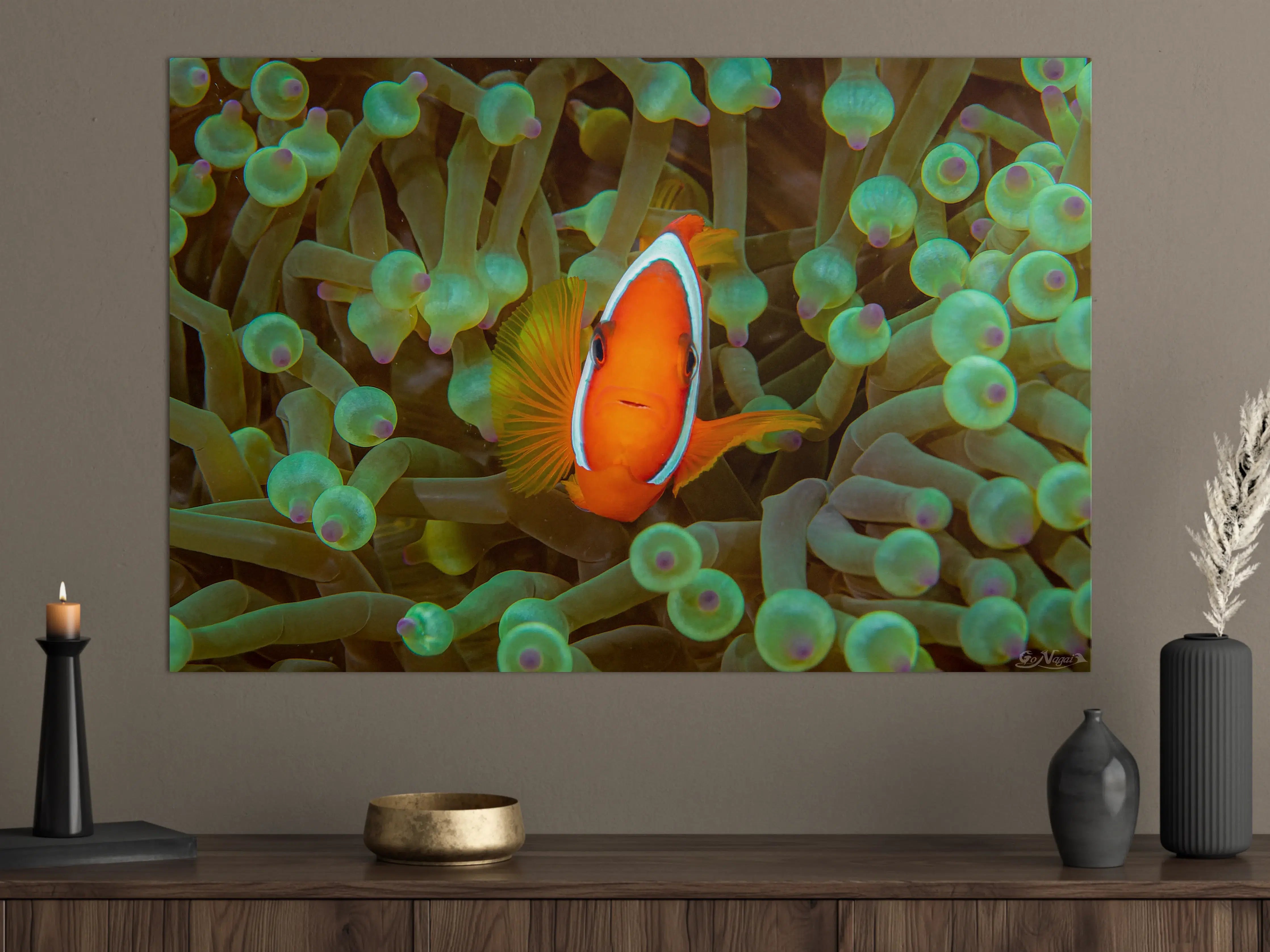 Große Wandbilder - Clownfisch - Unterwasserwelt
