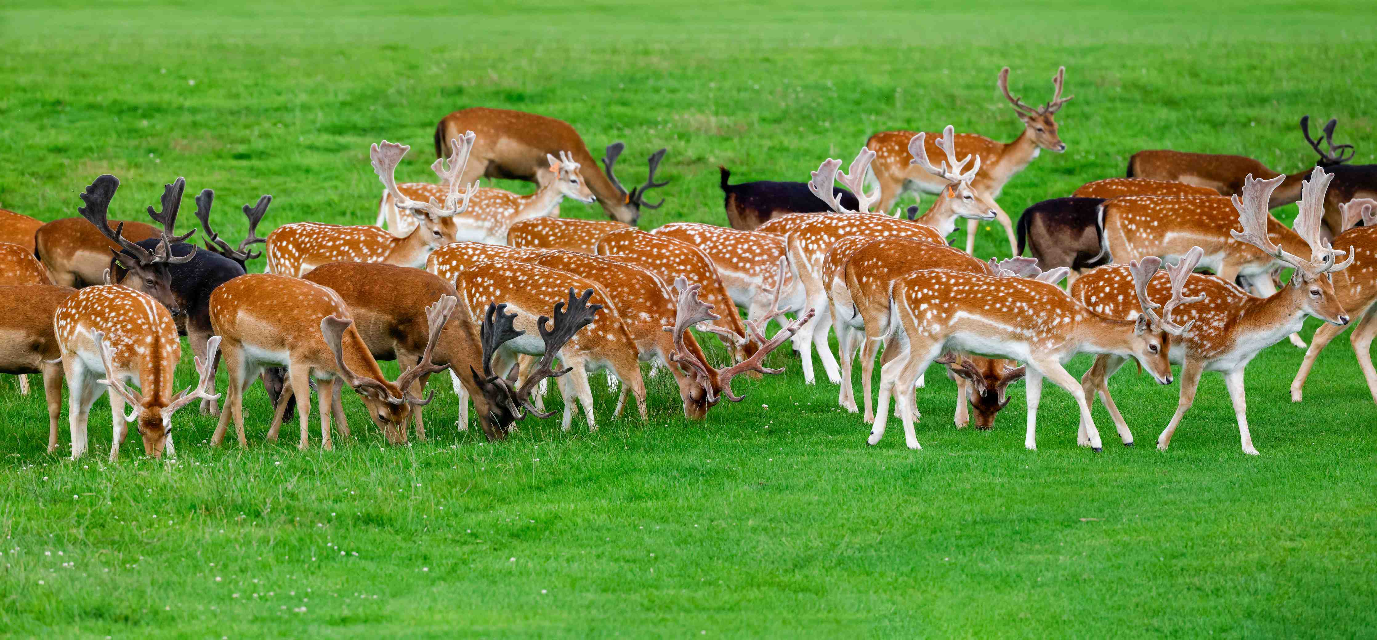 Große Wandbilder-Damwild-Herde auf grüner Wiese