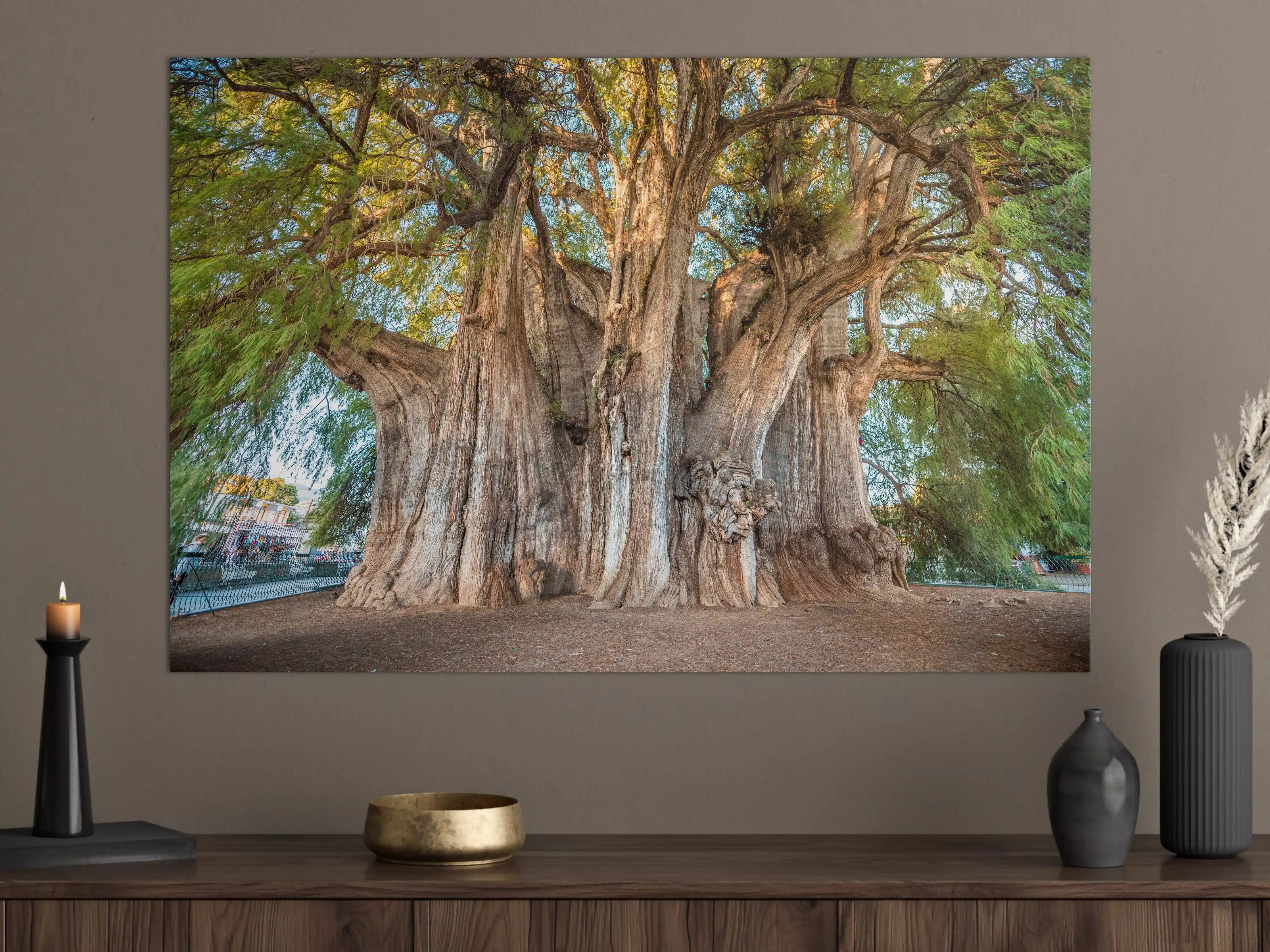 Große Wandbilder - Der größte Baum der Welt - Mexico