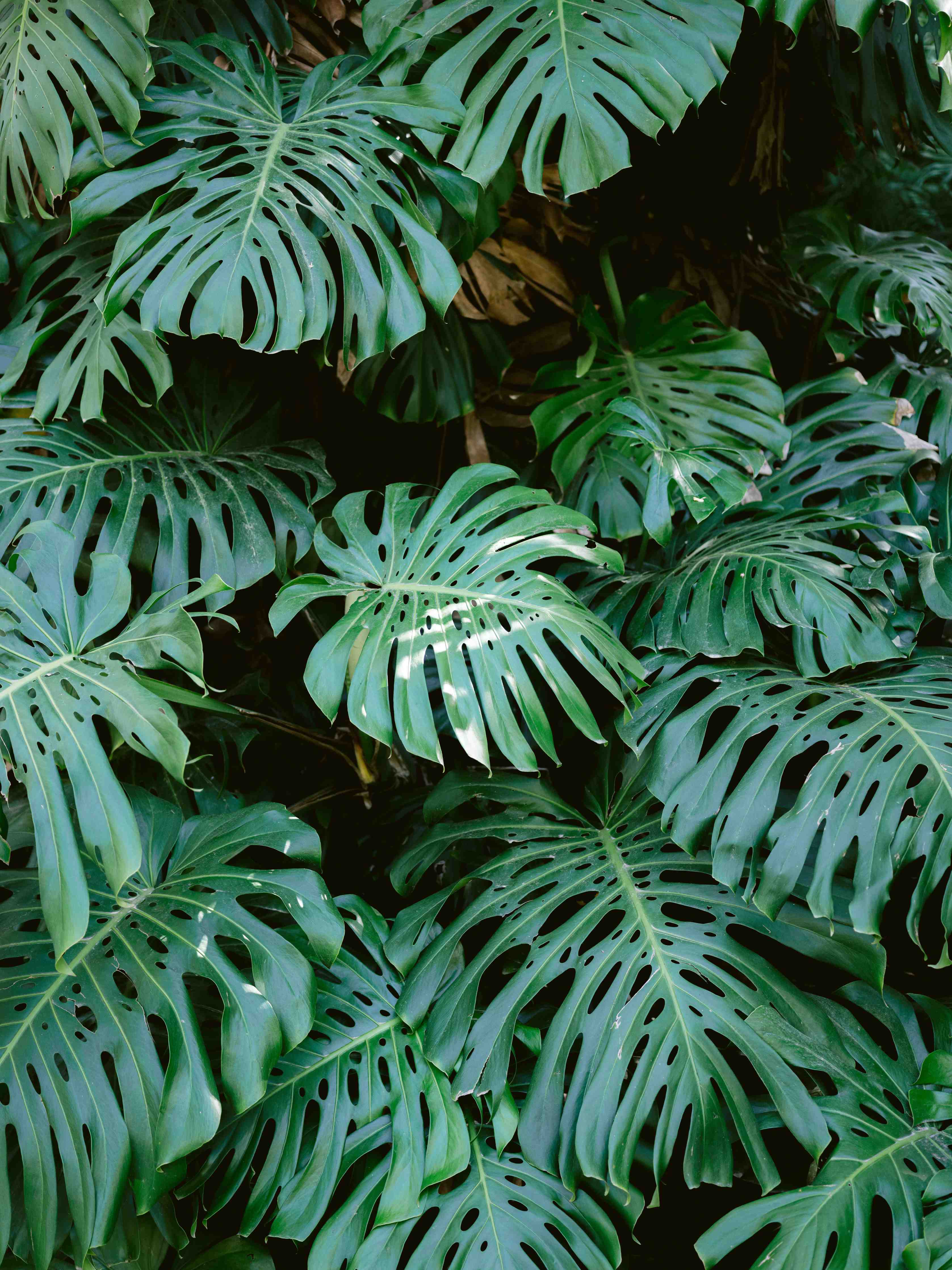 Große Wandbilder-Dichte Monstera-Blätter in grüner Farbpalette
