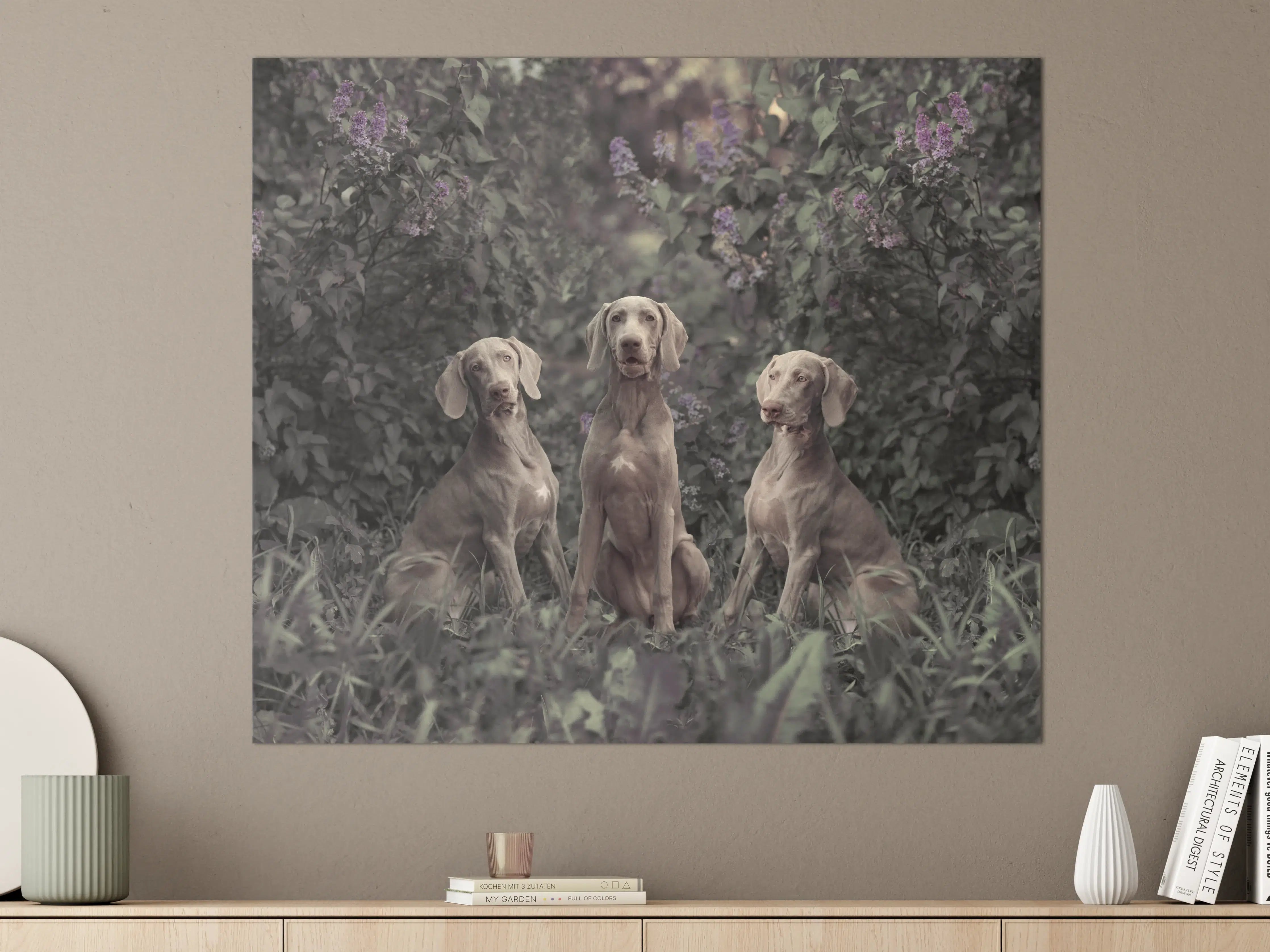 Große Wandbilder - Drei Weimaranerhunde sitzend im Fliedergebüsch