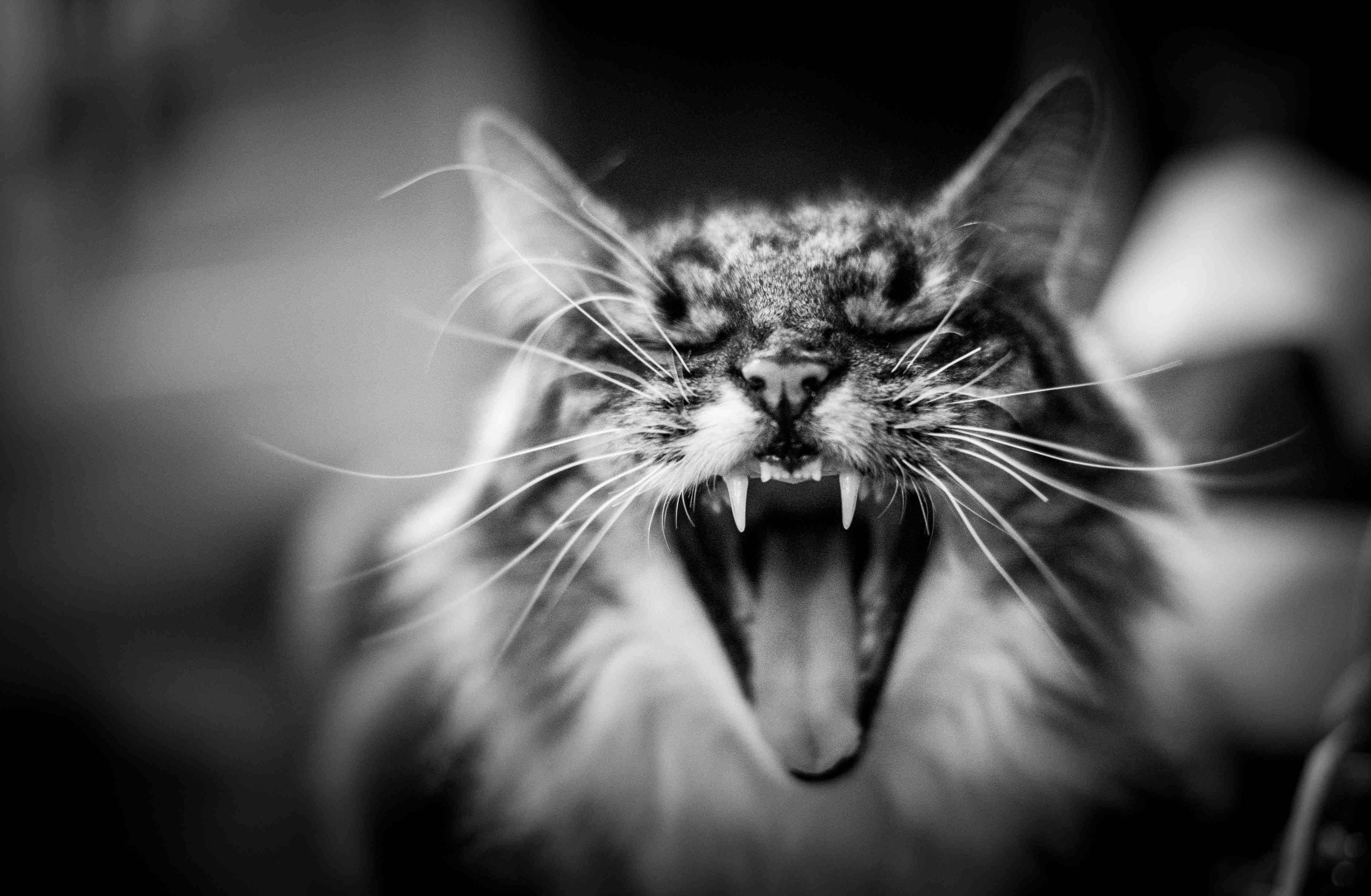 Große Wandbilder-Dynamisches Katzenporträt