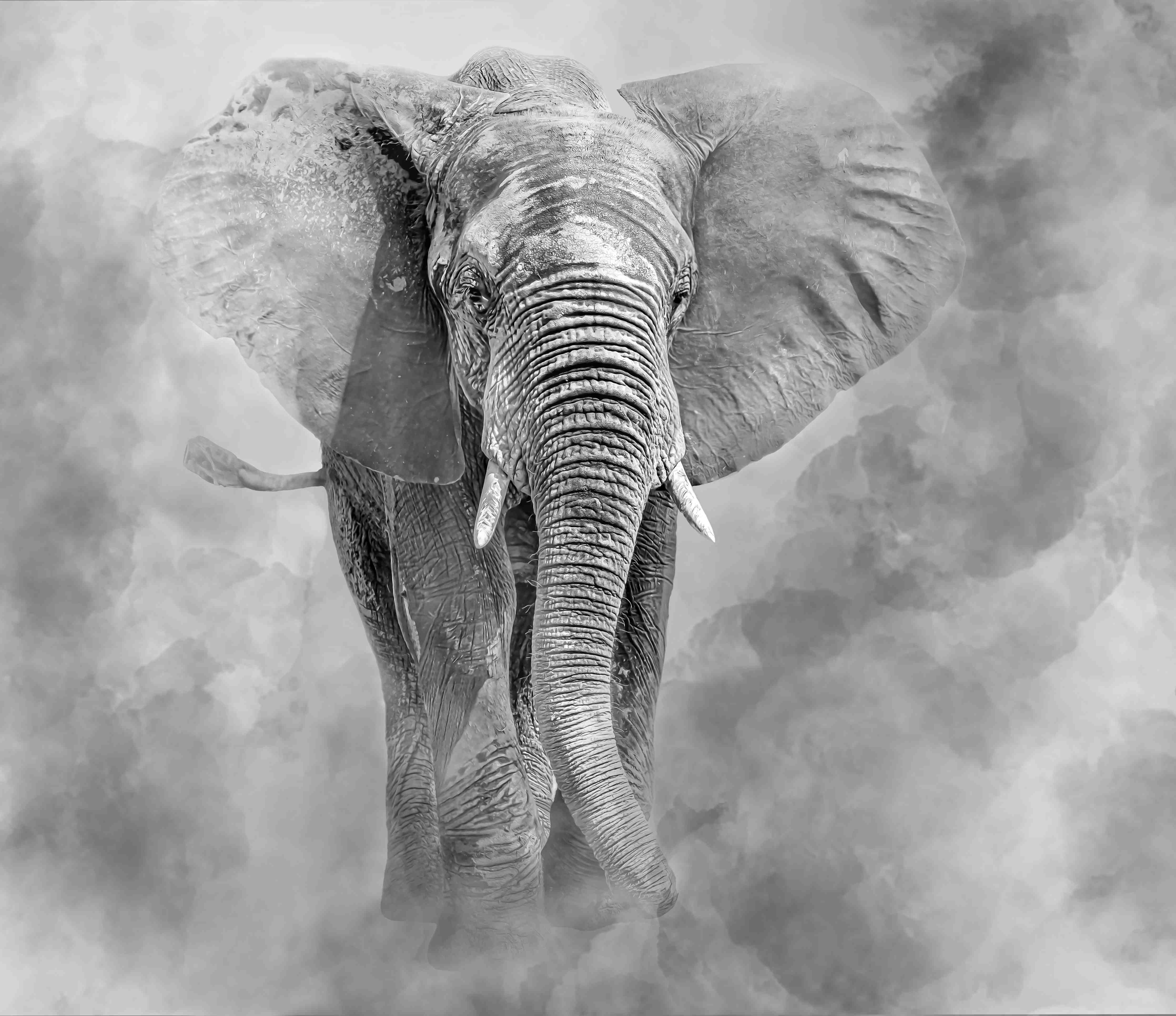 Große Wandbilder-Elefant in Graustufen und Wolken