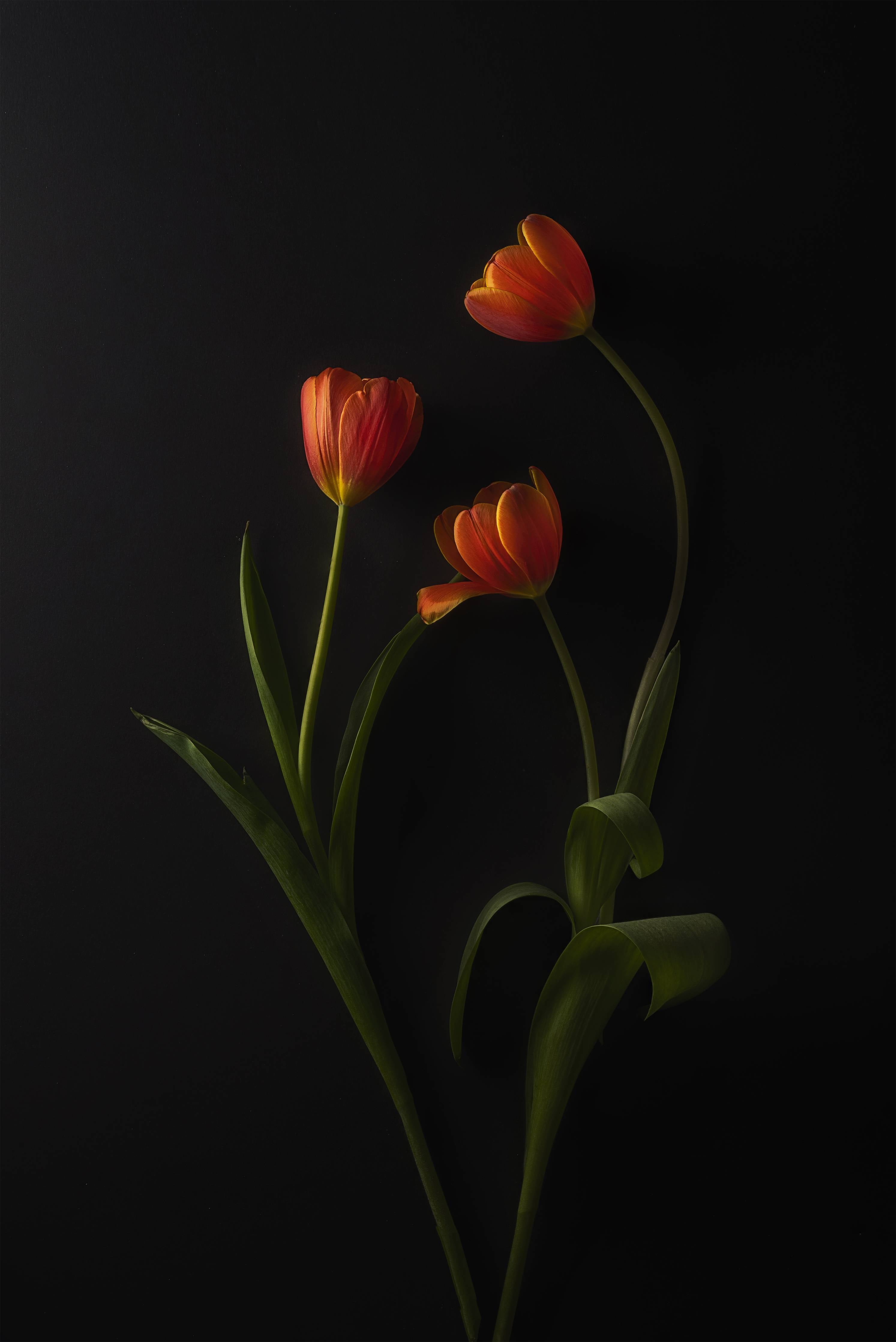 Große Wandbilder-Elegant rote Tulpen vor schwarzem Hintergrund