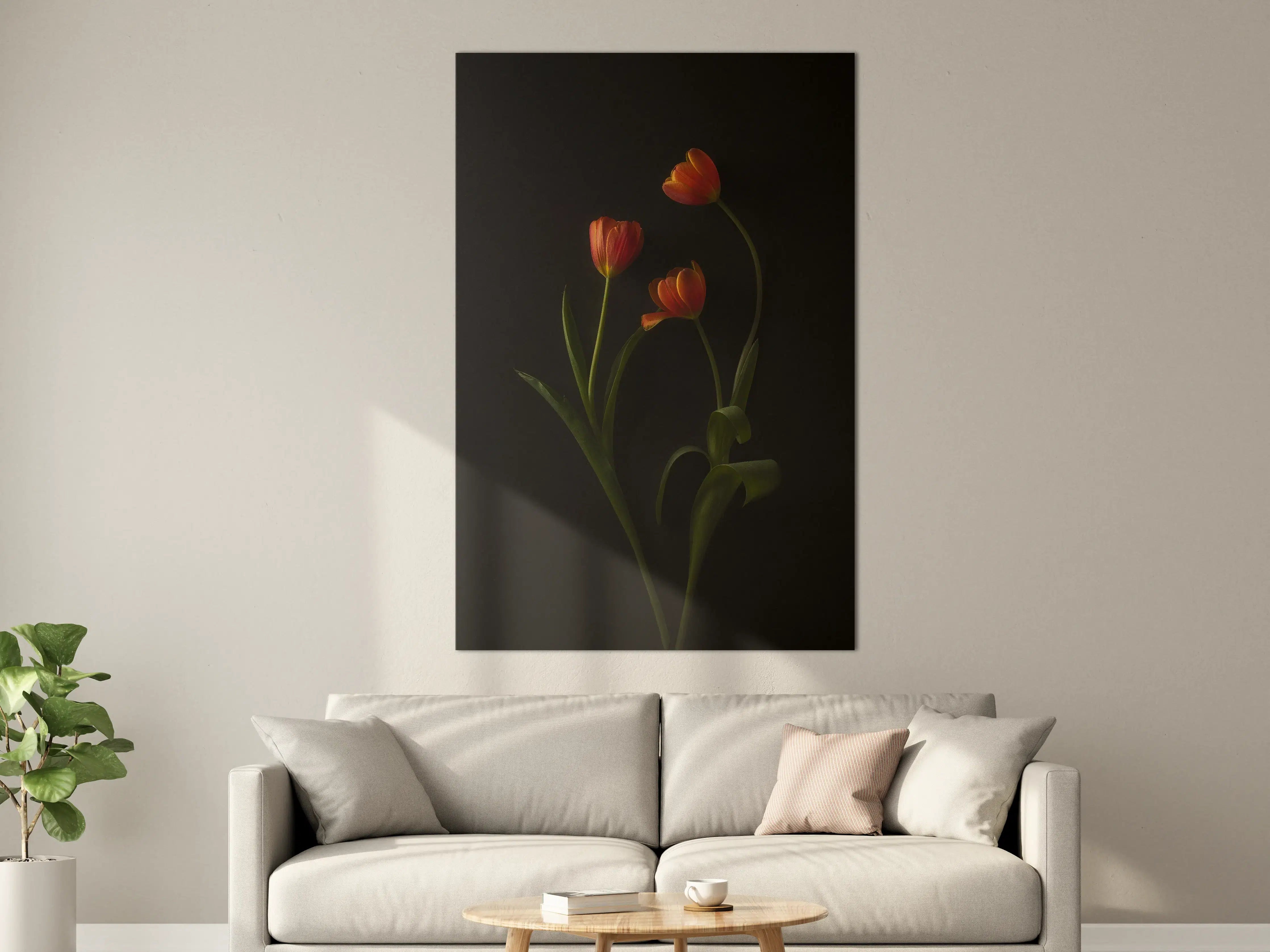Große Wandbilder - Elegant rote Tulpen vor schwarzem Hintergrund