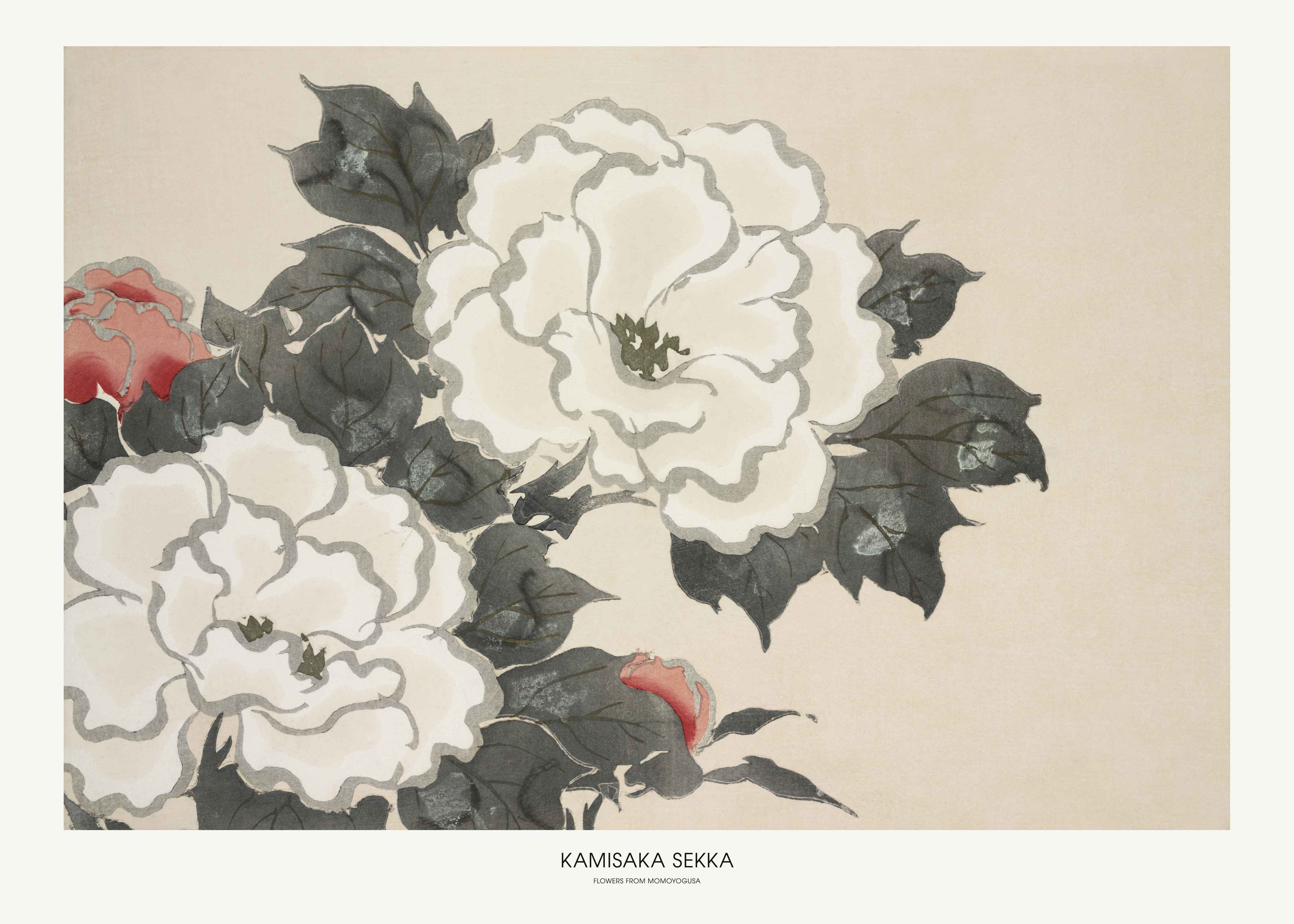 Große Wandbilder-Elegante Pfingsrose in Zartrosa und Dunkelgrün