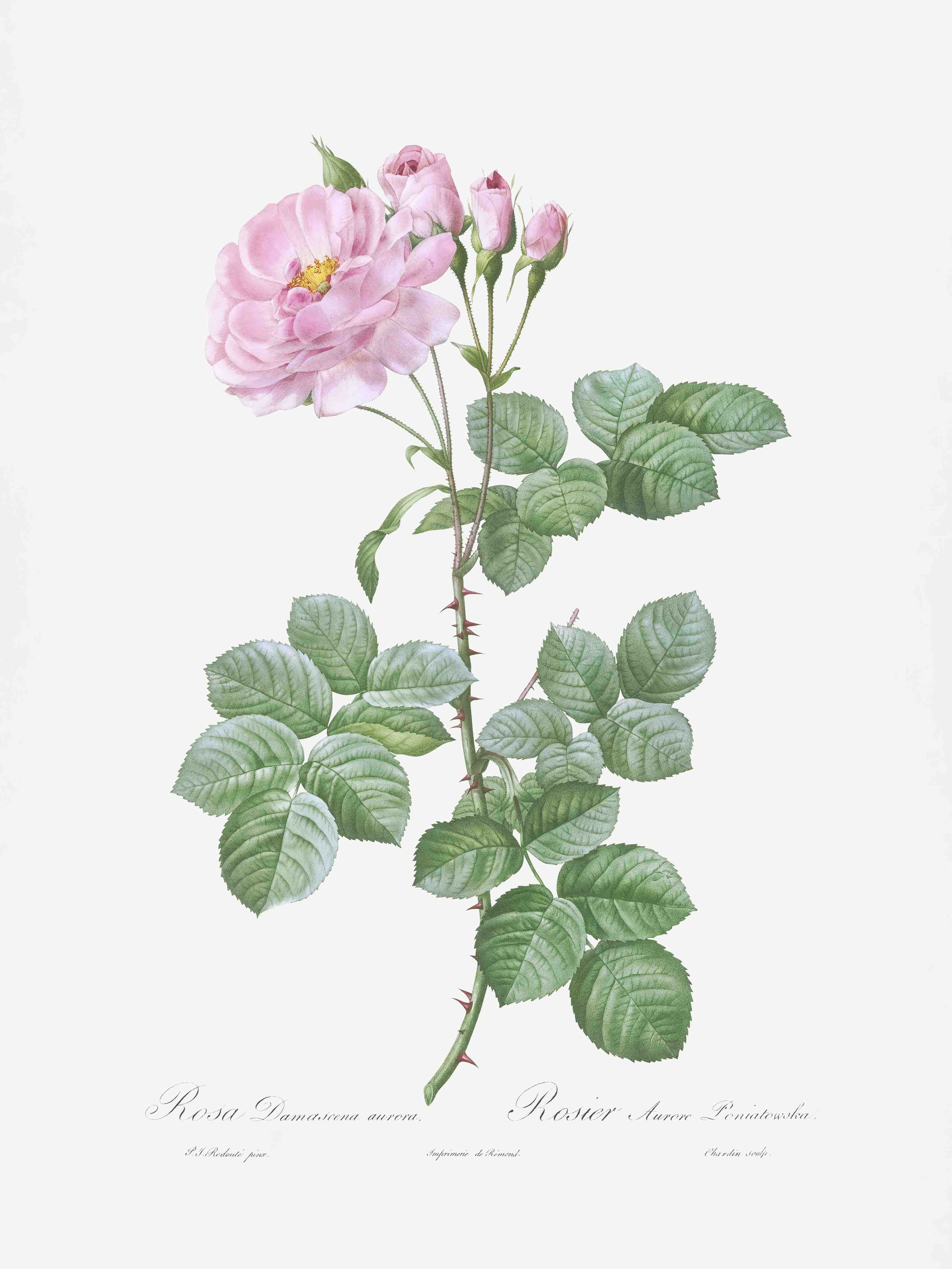 Große Wandbilder-Elegante rosa Rosenblüte mit zarten Blütenknospen