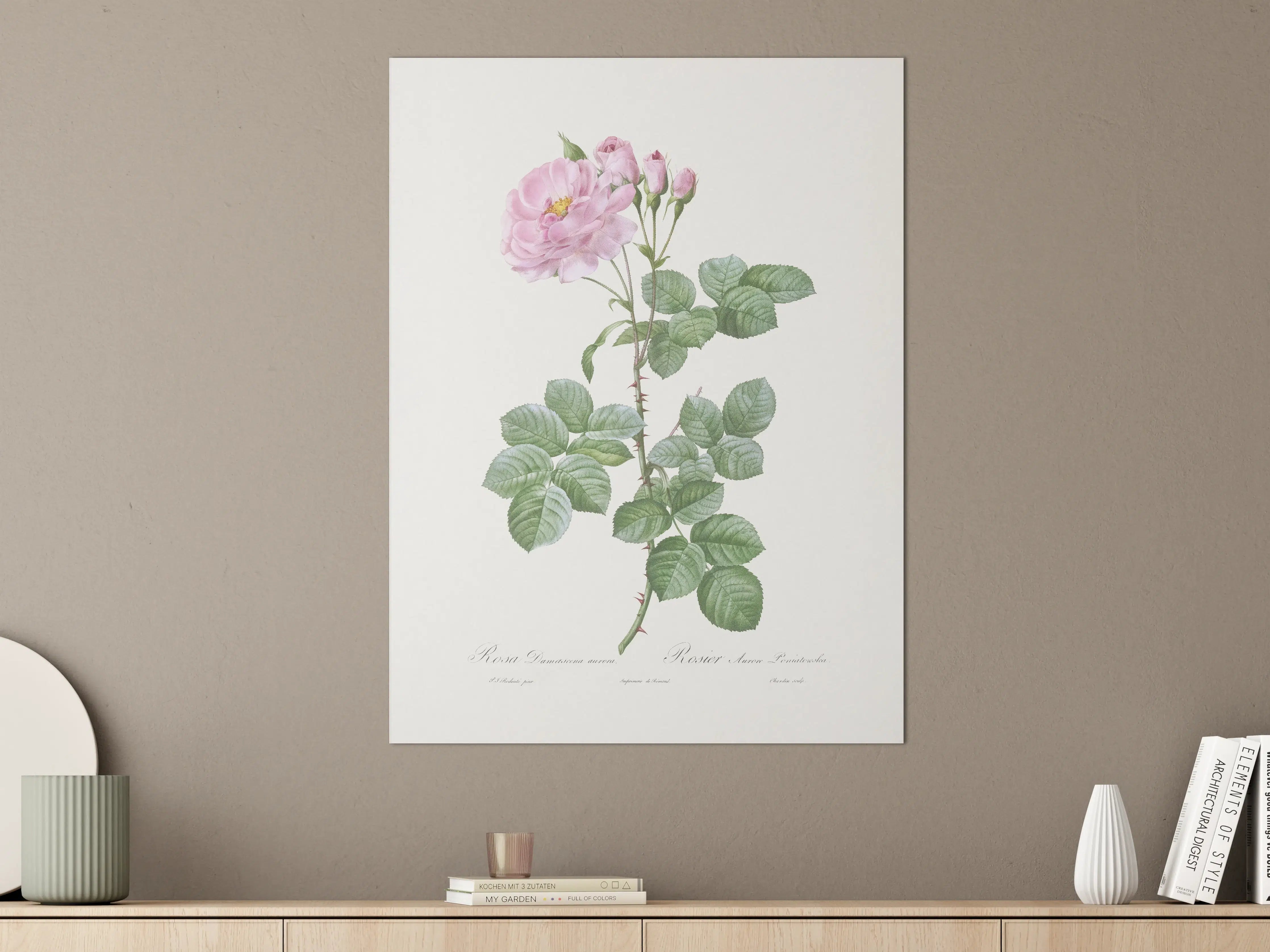 Große Wandbilder - Elegante rosa Rosenblüte mit zarten Blütenknospen
