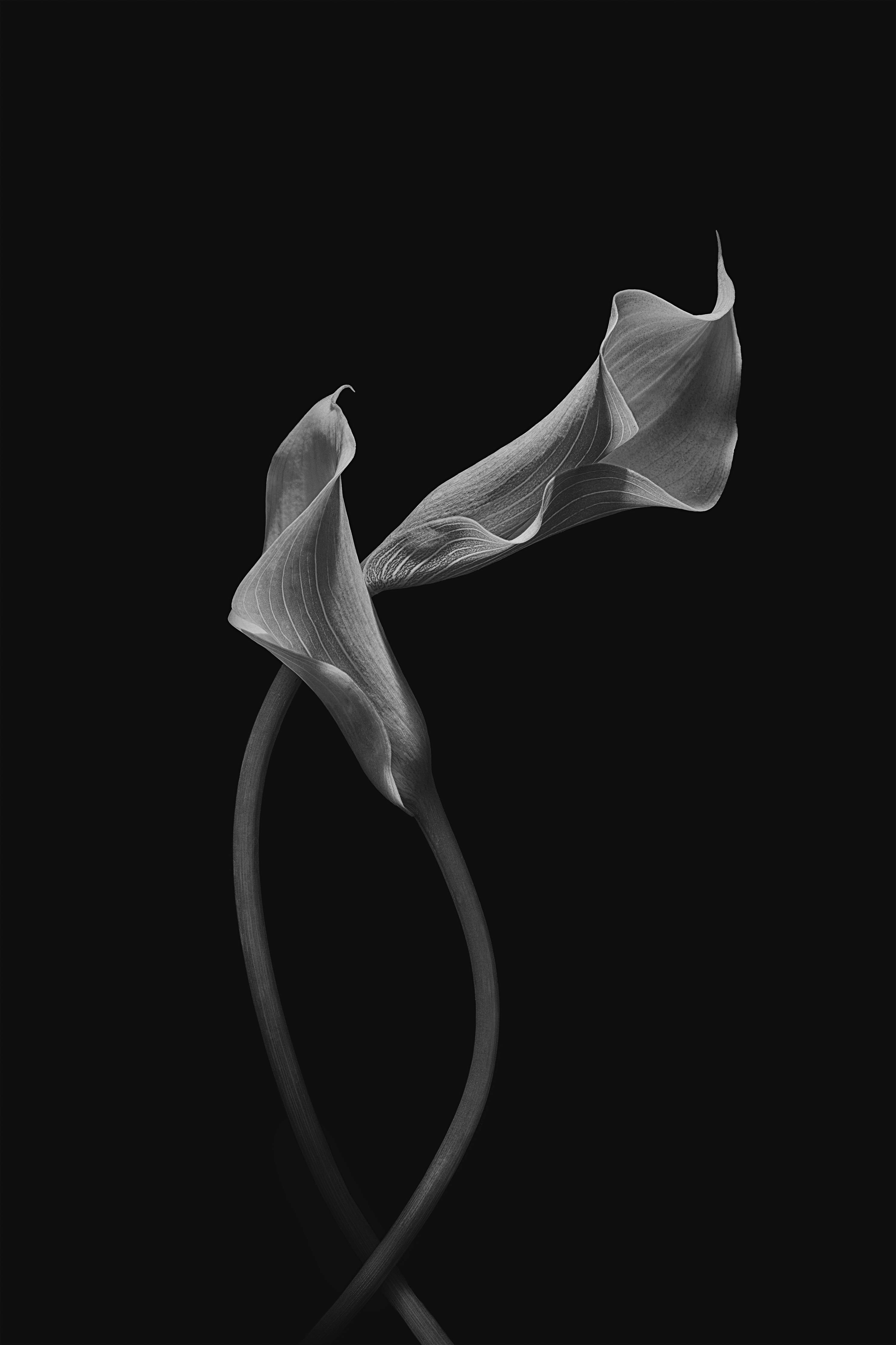 Große Wandbilder-Elegante schwarze Calla-Blume in Schwarzweiß