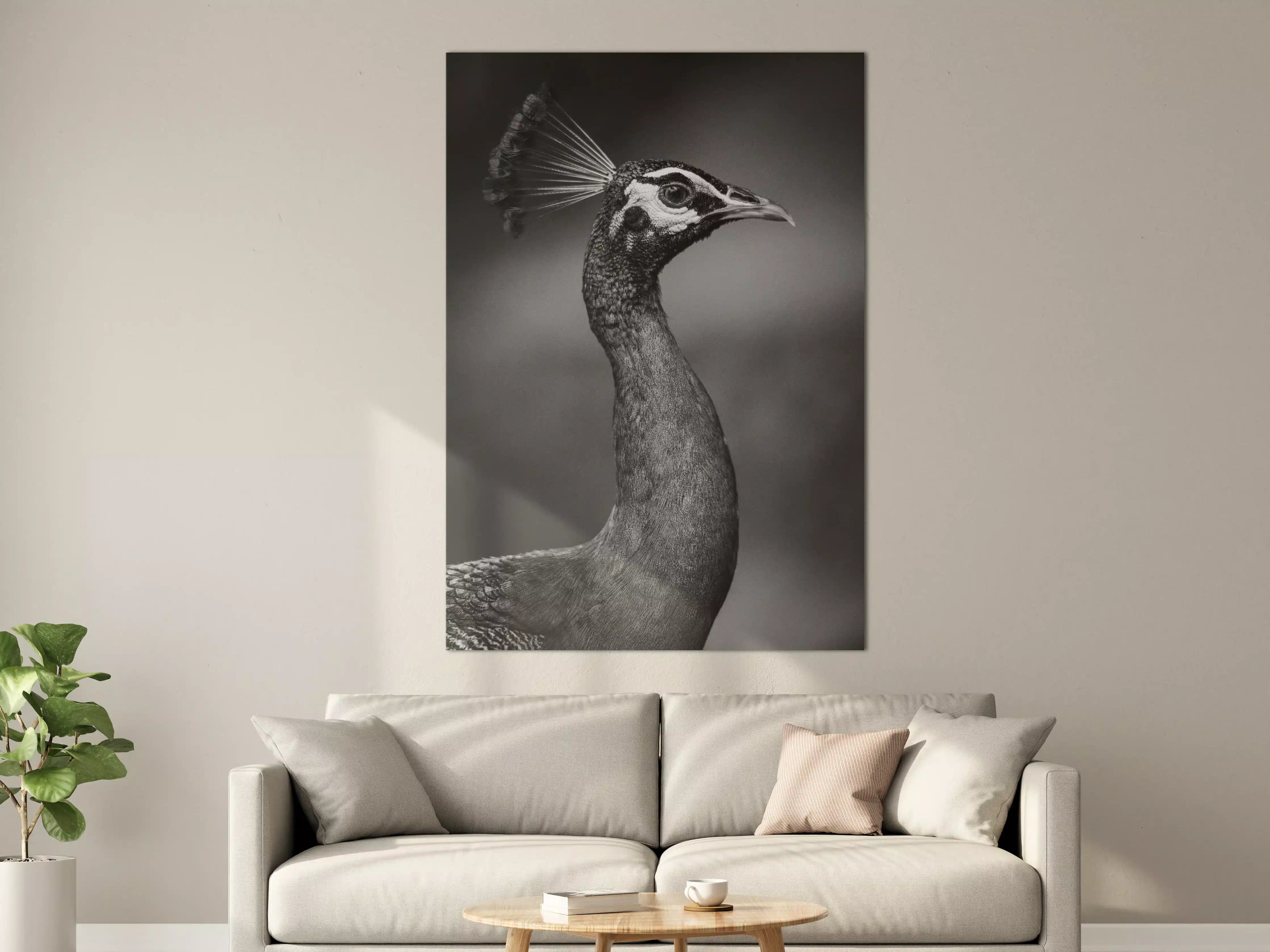 Große Wandbilder - Eleganter Pfau in Schwarz-Weiß