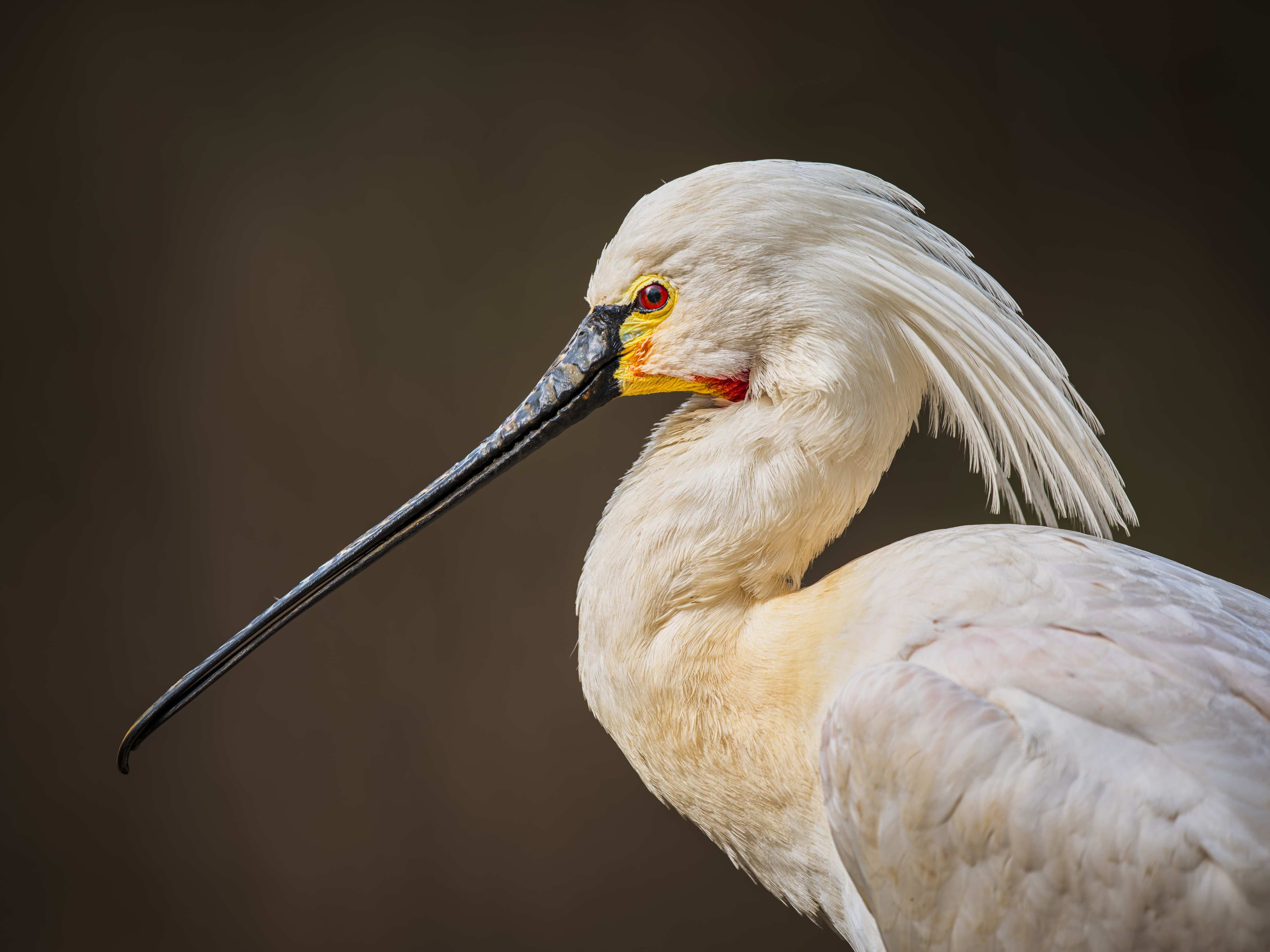 Große Wandbilder-Eleganter Weißer Storch